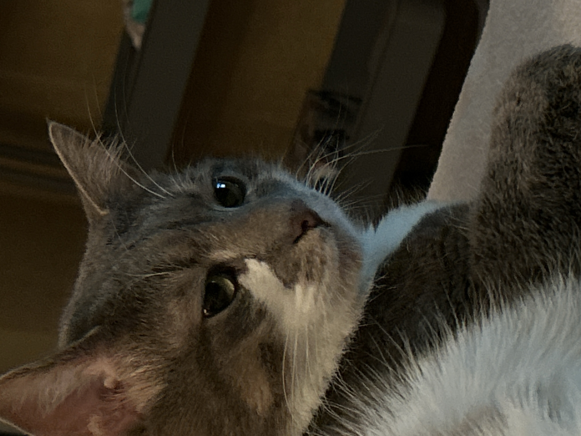 The image is a close-up, head-and-shoulders shot of a grey and white cat. The cat is looking to the right of the frame with a slightly pensive or tired expression. Its fur is short and appears soft. The background is dark and out of focus, suggesting an indoor environment. There are no people or other animals visible in the image, and no recognizable landmarks or locations that would place it in Sofia, Bulgaria.