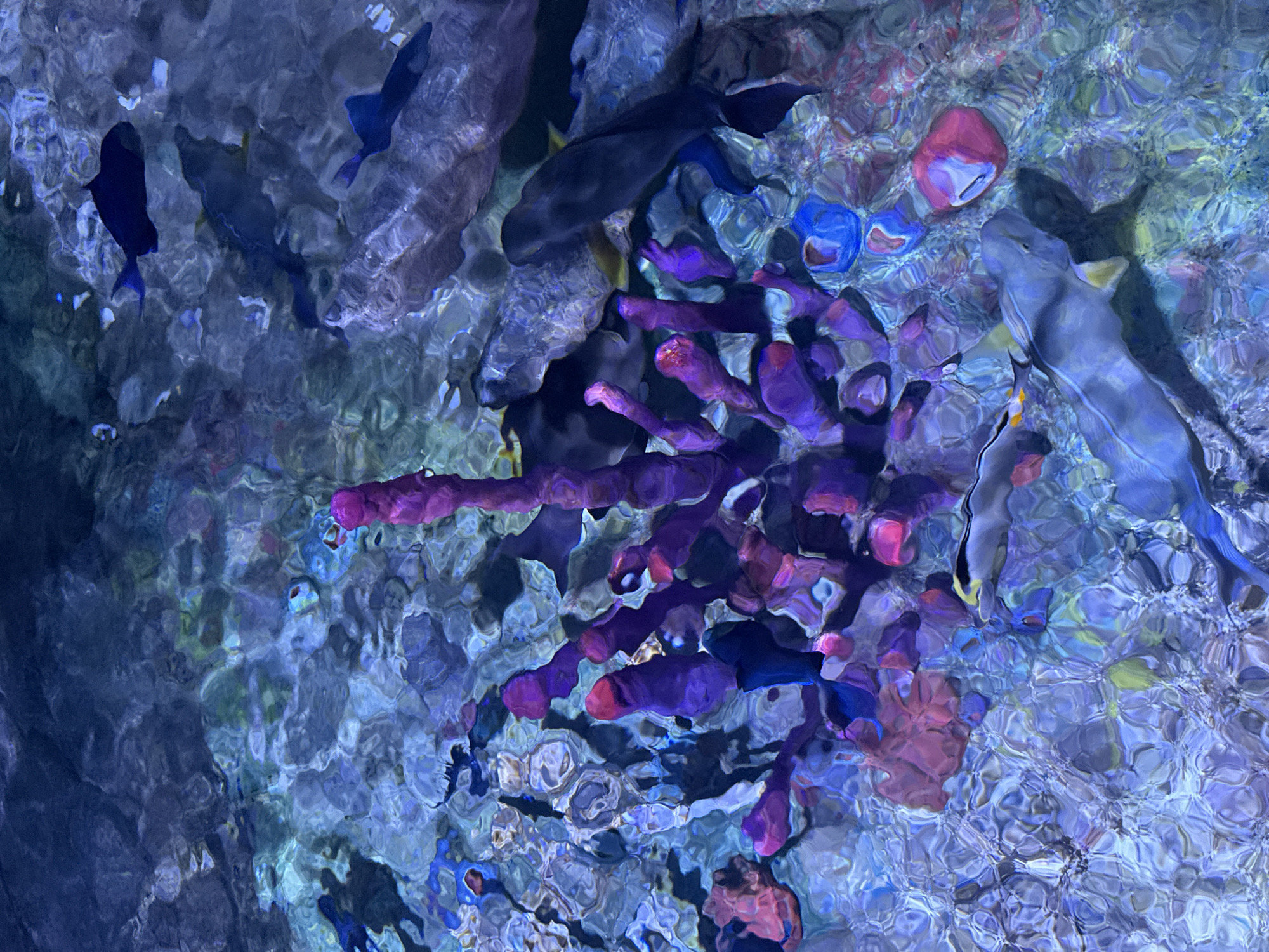 The image displays an underwater environment viewed from an overhead perspective, located within an aquarium, specifically identified as VinWonders Nha Trang in Nha Trang, Vietnam. The water's surface is characterized by prominent ripples, causing significant optical refractions that distort submerged elements.
A central cluster of vivid magenta and purple, elongated, tubular structures resembling soft coral or sponges dominates the mid-ground. Multiple fish species are present. Several dark blue to black fish are visible, including a larger specimen positioned in the upper-right quadrant. A slender, silver-grey fish with distinct yellow fins is observed swimming horizontally towards the lower-left. Additional smaller, less defined fish forms are scattered throughout the scene.
The visible substrate below the water's surface consists of varied textures and colors, indicating a mix of rock formations and possibly other coral species or algae, displaying hues of blue, green, and red. No human individuals or direct interactions are depicted within the frame.
