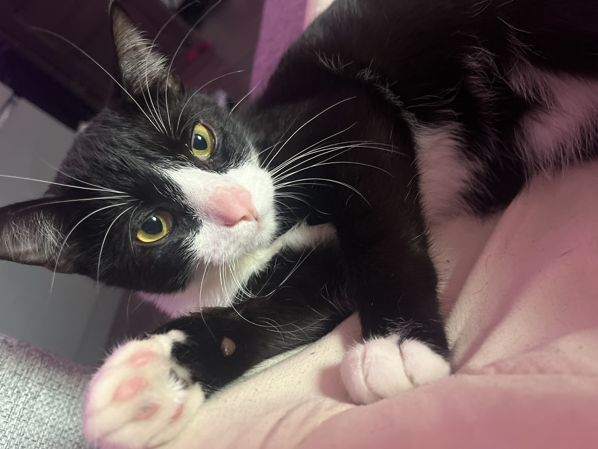 A tuxedo cat with yellow eyes and a pink nose is lying down. The cat has a white chest and paws, with black spots on the right paw. The cat is lying on a pink blanket. The background is out of focus, but there appears to be a grey chair and a purple wall. The location is not discernible from the image.