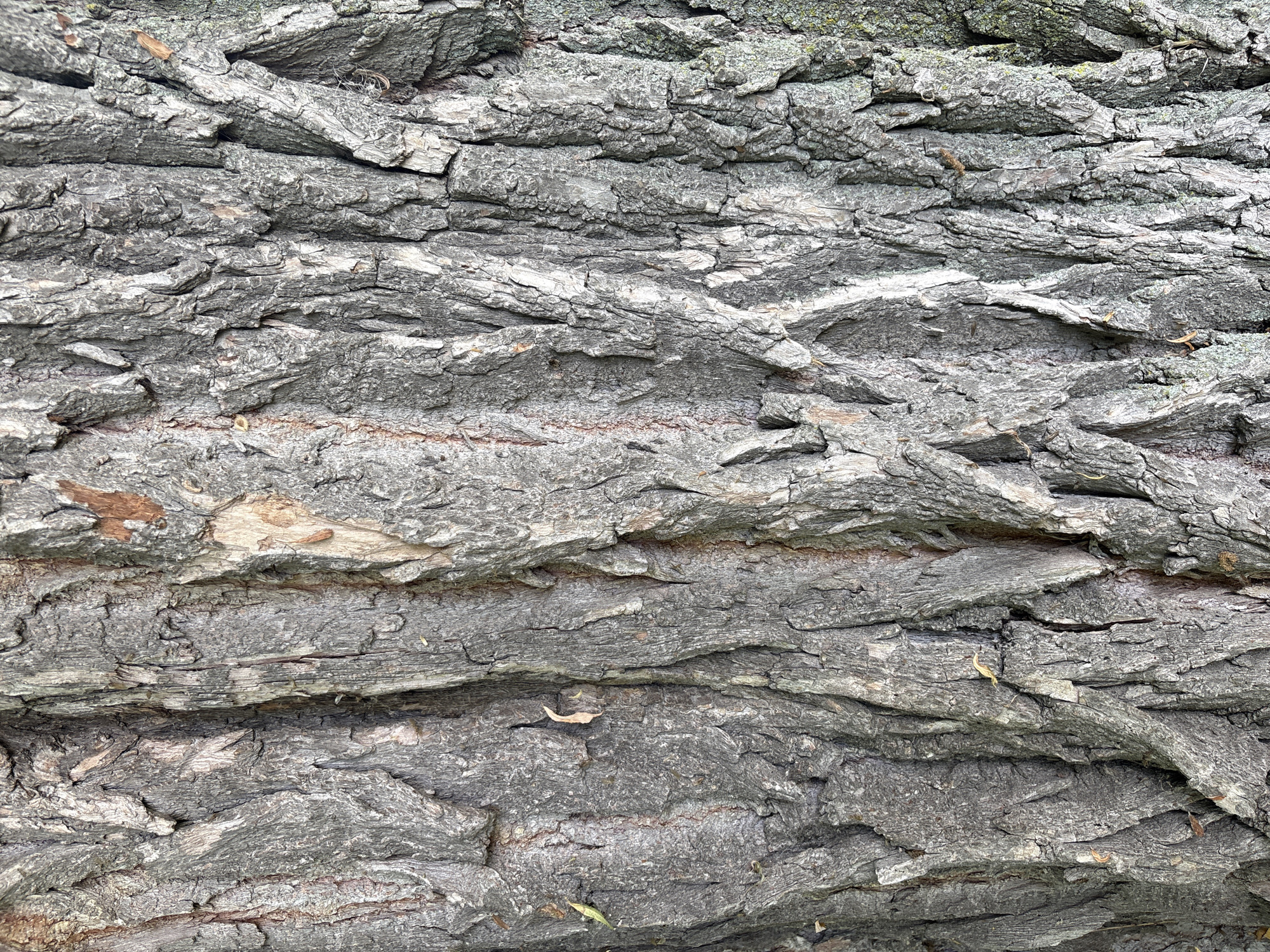 The image is a close-up, full-frame, overhead shot of tree bark. The bark is rough and deeply fissured, with a predominantly gray and brown color palette. The texture is varied, showing flaky sections, raised ridges, and numerous cracks. Some areas have a lighter, almost white, appearance within the fissures, contrasting with the darker gray and brown tones. A few small, dry leaves or fragments are visible scattered on the bark's surface. The lighting appears even, suggesting an overcast day or diffused light, and there are no strong shadows. The image is devoid of any discernible text, people, or animals. The setting is implied to be outdoors, given the subject matter of tree bark, and the location context indicates it is from the City of Niagara Falls, USA. The overall impression is a study of natural texture and the weathered surface of a tree.