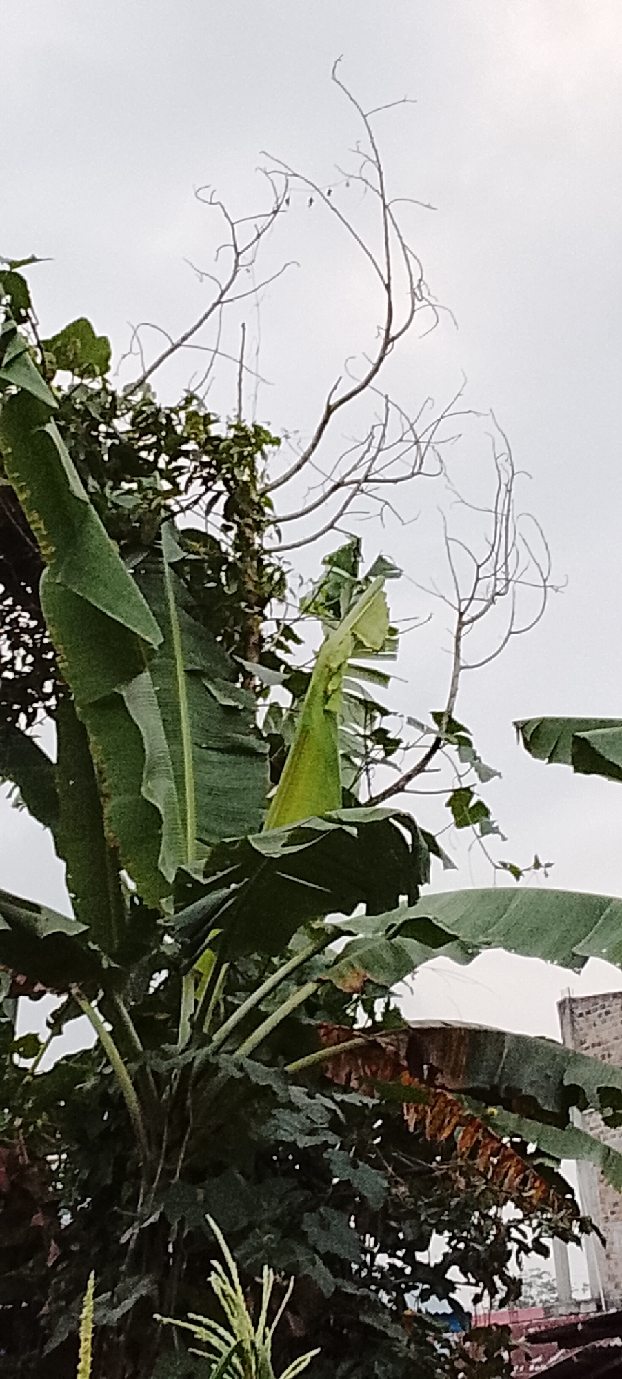 The image captures a close-up view of lush green banana leaves and other foliage against a pale, overcast sky. In the background, the skeletal branches of a dead tree create a stark contrast with the vibrant greenery. To the far right, a partially visible brick building and a tiled roof suggest an urban or semi-urban environment. The scene appears to be located in Padang Dalom, Indonesia. There are no people or animals visible in the image, and no discernible actions or interactions are taking place. The overall impression is one of natural growth intertwined with signs of decay and human presence in the background.