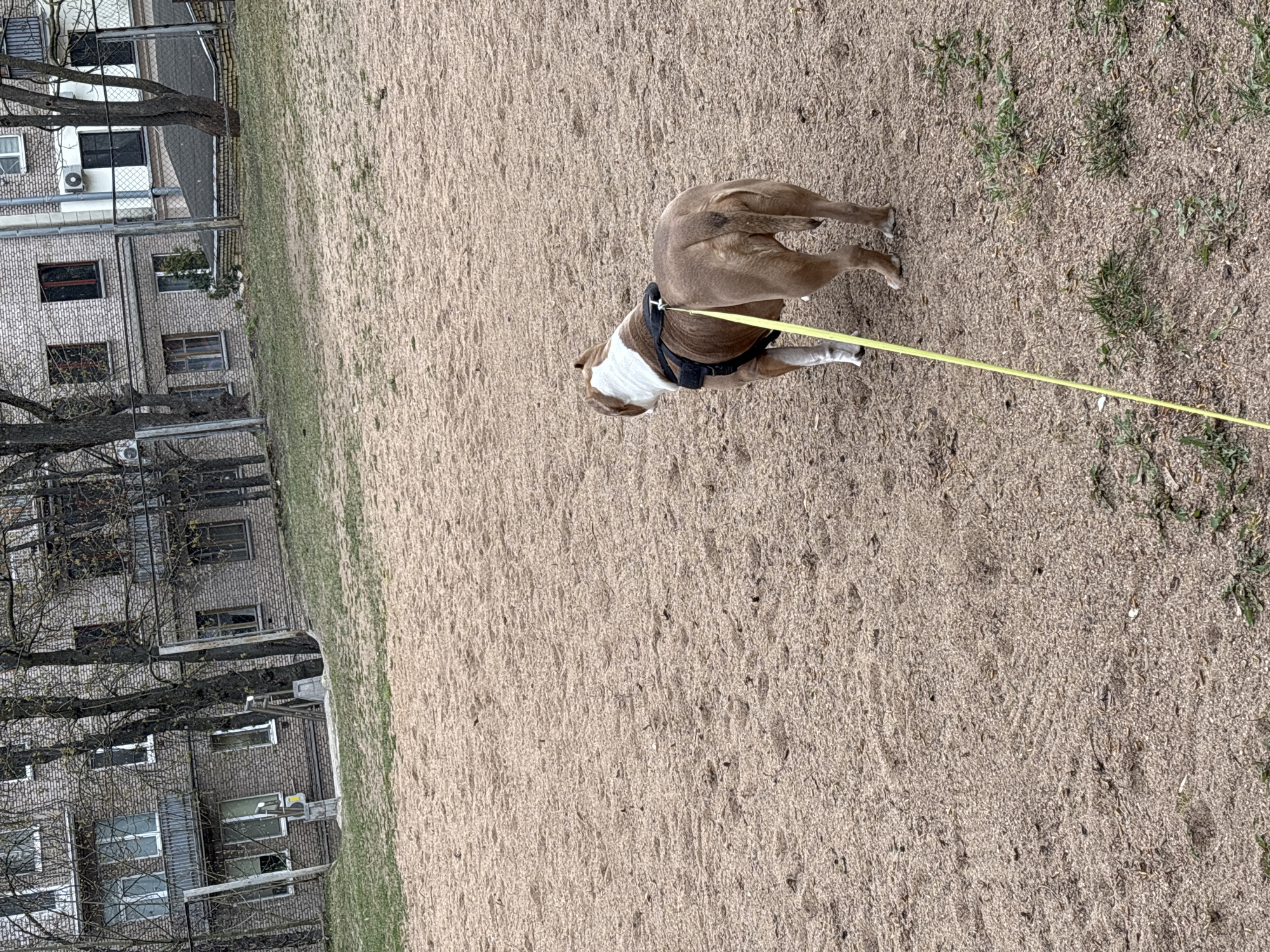The image depicts a tan and white American Bulldog wearing a black harness and a yellow leash standing on a sand-covered ground. The background includes a multi-story brick building, bare trees, and patches of green grass. The location is likely Minsk, Belarus.