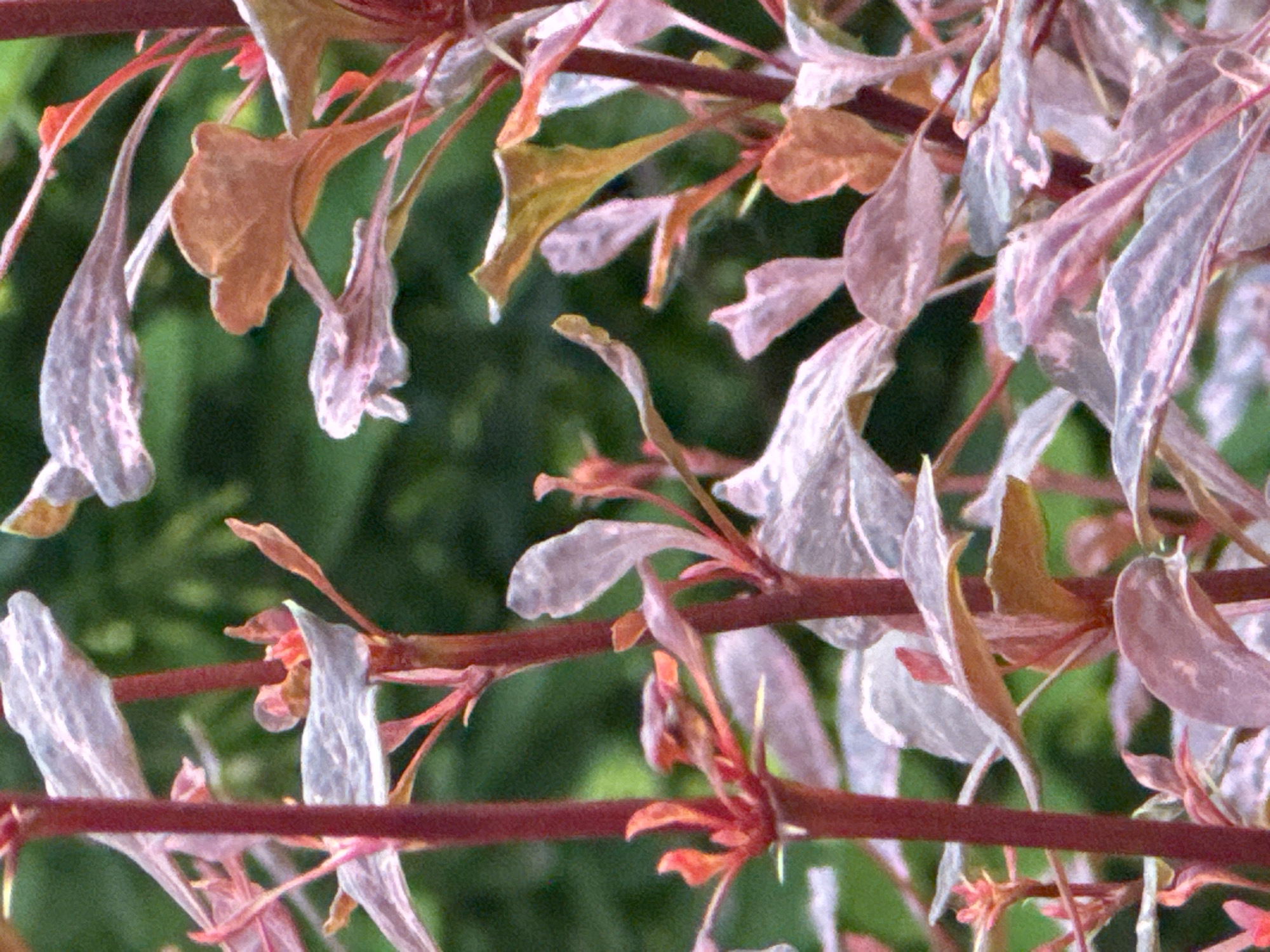 The image displays a close-up view of a plant with thin, reddish-brown stems and elongated, lanceolate leaves. The leaves exhibit a variegated pattern, featuring shades of pink, pale purple, and light gray, with some appearing slightly translucent. A few small, bright pink buds or new growth are visible. The background consists of a soft-focus green blur, suggesting foliage. The lighting appears to be natural, casting a gentle illumination on the plant. No specific location in Novosibirsk, Russia, can be identified from the visual information provided.