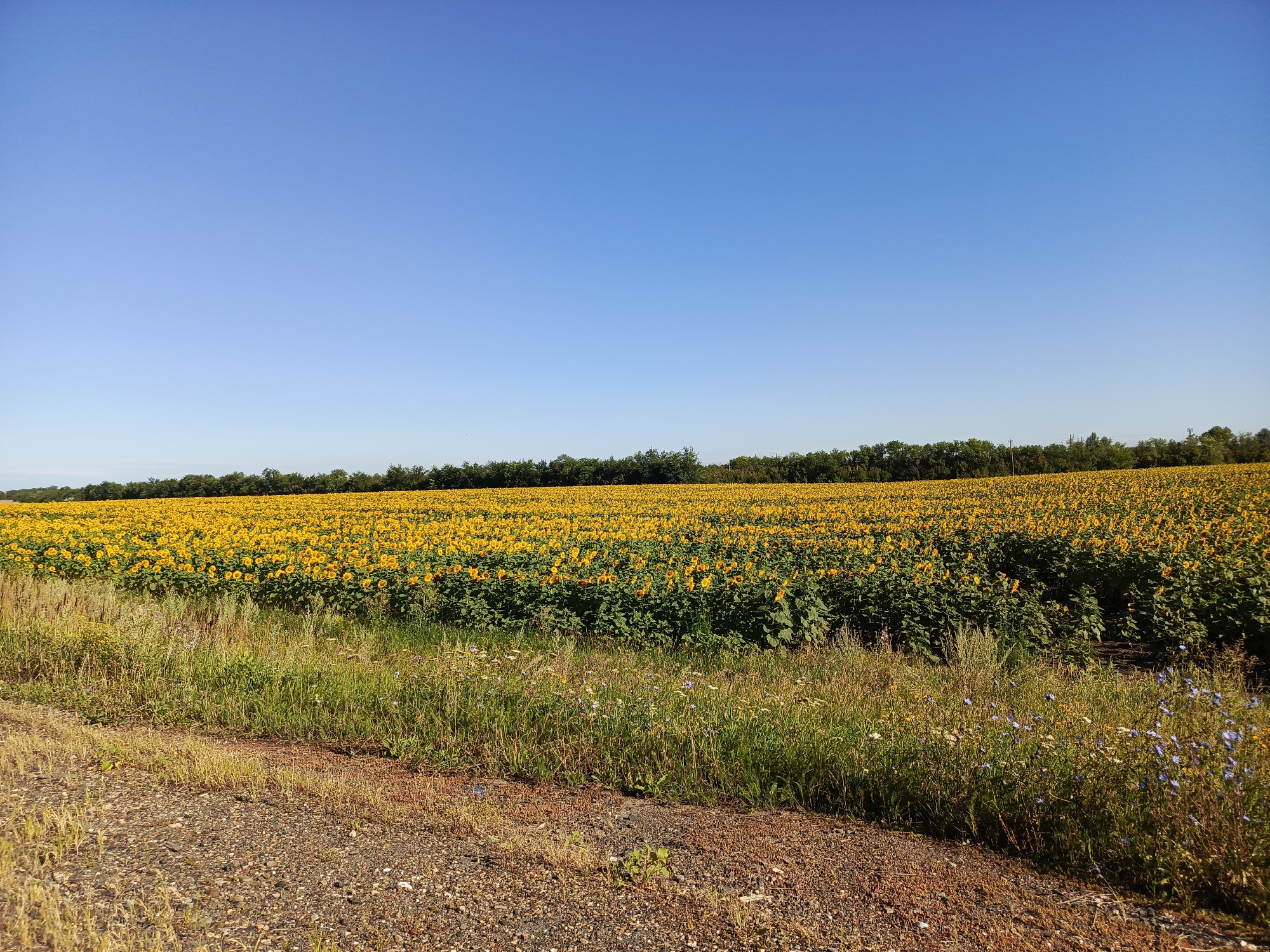 This is a photograph of a large field of sunflowers under a clear blue sky. The field occupies the majority of the frame, stretching from the left edge to the right edge of the image. The sunflowers are bright yellow with green centers and leaves, and they are densely packed together, creating a vibrant expanse of color. In the foreground, there is a gravelly path with some dry grass and small wildflowers. The path runs along the bottom of the image and curves slightly to the left. In the background, there is a line of dark green trees separating the sunflower field from the sky. The scene appears to be a rural landscape, likely in Chernyi Otrog, Russia, given the context. There are no people or animals visible in the image. The lighting suggests it is daytime, with the sun casting shadows on the sunflowers.