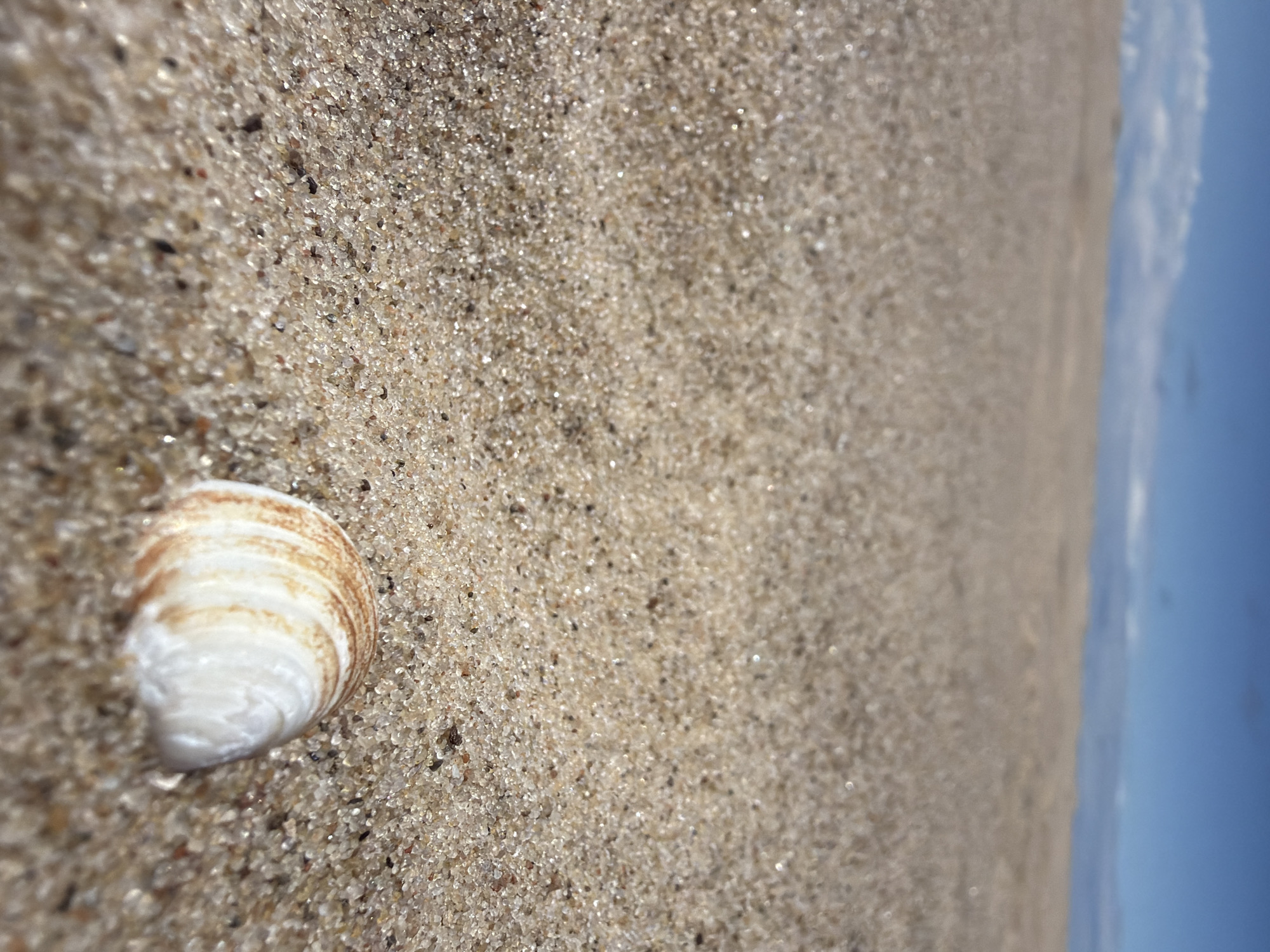 A low-angle, close-up shot focuses on a small, striped seashell partially buried in the coarse, tan sand of a beach. The seashell, with white and light brown bands, is positioned in the lower right quadrant of the frame. The sand is textured with individual grains visible, and some sparkle from reflected light. In the background, a blurry expanse of sand meets the horizon, above which a strip of blue sky with scattered white clouds is visible. The scene appears to be in the Gauja region of Latvia. There are no people or animals present in the image, and no actions or interactions are depicted. The environment is an outdoor, natural setting on a sandy beach under a partly cloudy sky.