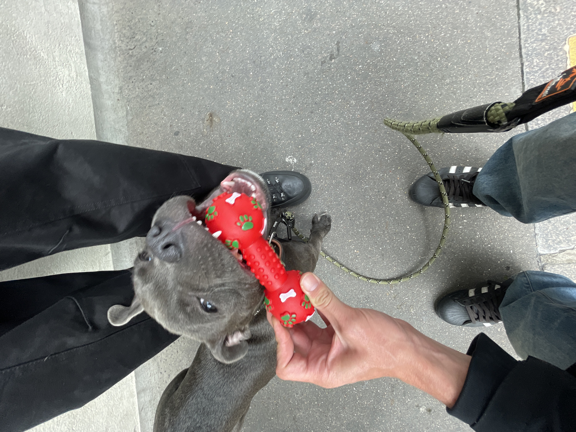 A dog is biting a red chew toy held by a person wearing a black jacket. A second person wearing jeans and Adidas sneakers stands nearby. The dog is gray. The location appears to be on a sidewalk. The city of Paris, France, cannot be forensically determined from the image.