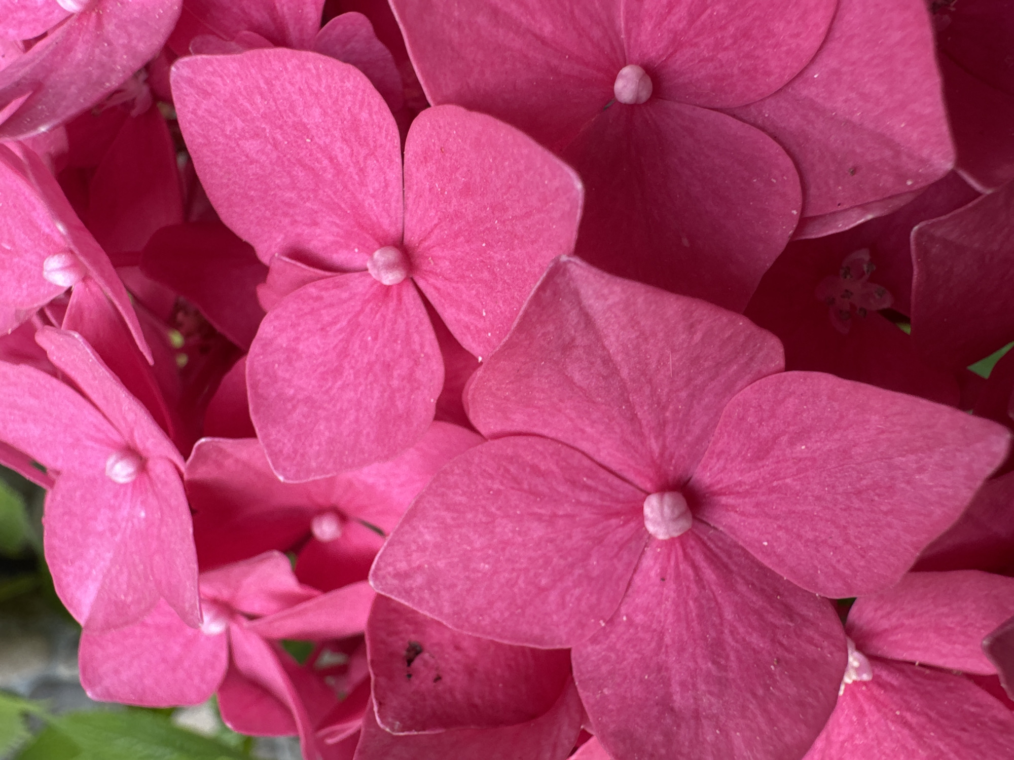 A close-up, full-frame photograph captures a cluster of vibrant pink hydrangea flowers. The petals are rounded and slightly cupped, with a soft, matte texture. In the center of each flower is a small, lighter pink stamen. The lighting is bright, highlighting the rich saturation of the petals and creating subtle shadows within the folds. In the background, out of focus, are hints of green foliage and a textured grey surface, possibly a wall or building. There are no people or animals visible. The image is a still life, focusing solely on the botanical subject matter. The location is identified as Sokhumi, Abkhazia.