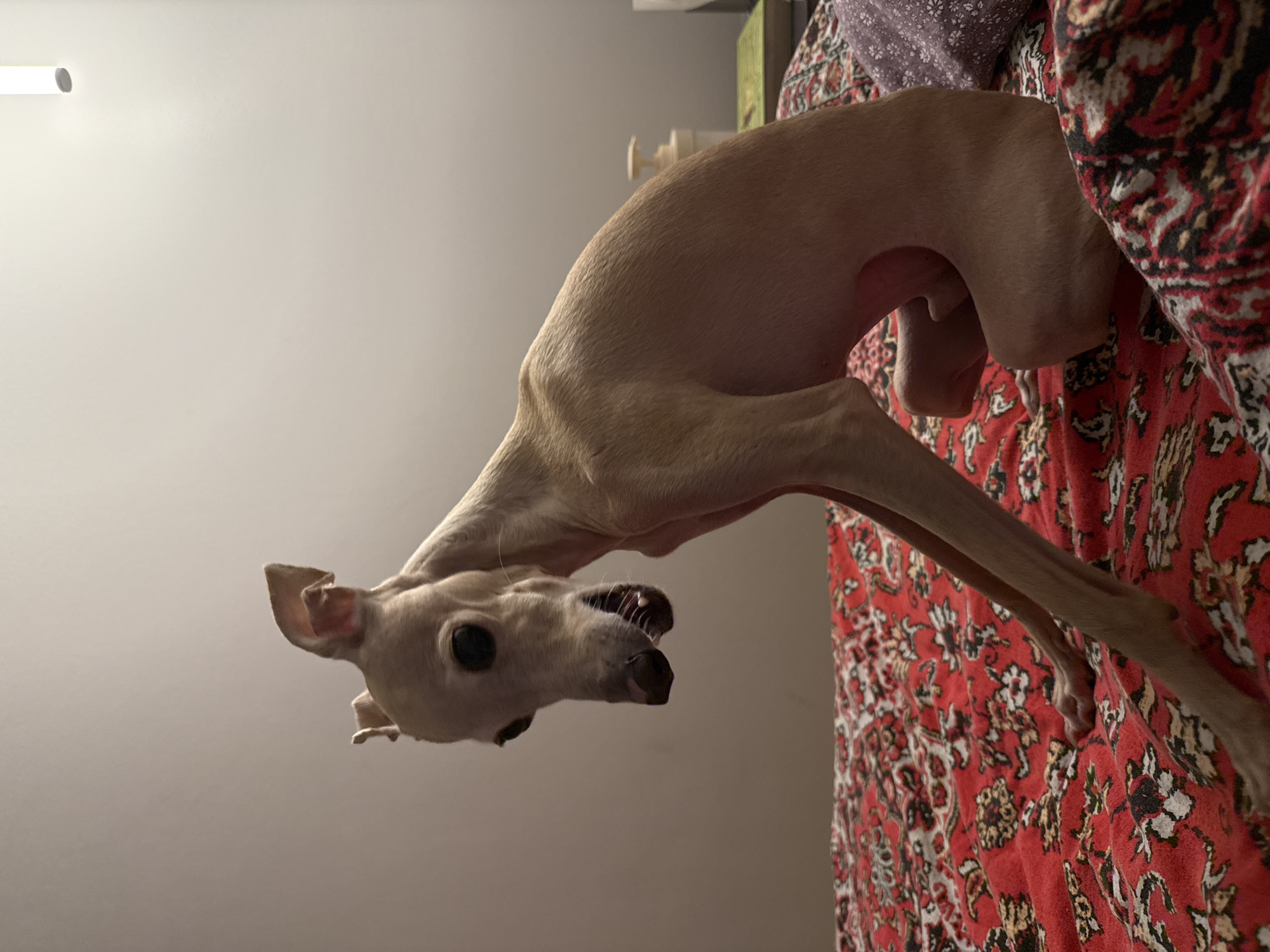 The image shows a light-colored dog with its head turned towards the camera, appearing to be reaching down. The dog has large, dark eyes and prominent ears. Its body is elongated and lean, and its fur is short. The dog is positioned on what appears to be a red, patterned blanket or rug, with floral designs in red, white, black, and yellow. A portion of the dog's body is draped over the edge of this patterned material. In the background, the wall is a plain, light gray color. A white cylindrical object, possibly a lamp or a fixture, is visible on the upper left side of the wall, emitting a bright light. The lighting suggests an indoor setting, possibly during the daytime or with artificial lighting. The overall impression is of a pet interacting with its owner or exploring its surroundings. No text is visible in the image.