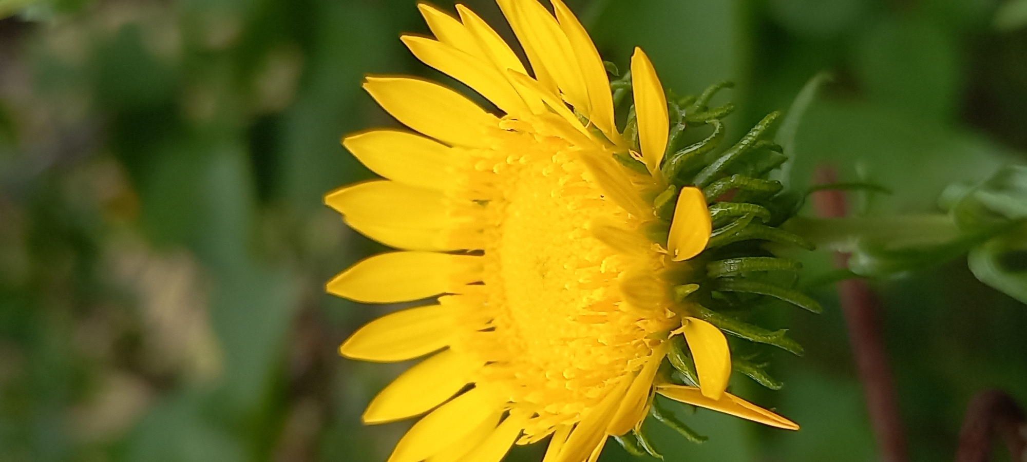 A close-up, vertical shot shows a bright yellow flower in bloom, likely a sunflower or a related species, with its petals radiating outward from a central disk. The flower is positioned centrally in the frame, with its stem and a few green sepals visible at the bottom. The background is a blurred expanse of green foliage, suggesting an outdoor setting. The image is sharp and focused on the flower, highlighting its intricate details and vibrant color against the soft, out-of-focus greenery. There is no indication of a specific location within Kryvyi Rih, Ukraine, as the image lacks any recognizable landmarks or contextual cues. The scene depicts a solitary flower in its natural environment, devoid of human presence or activity.