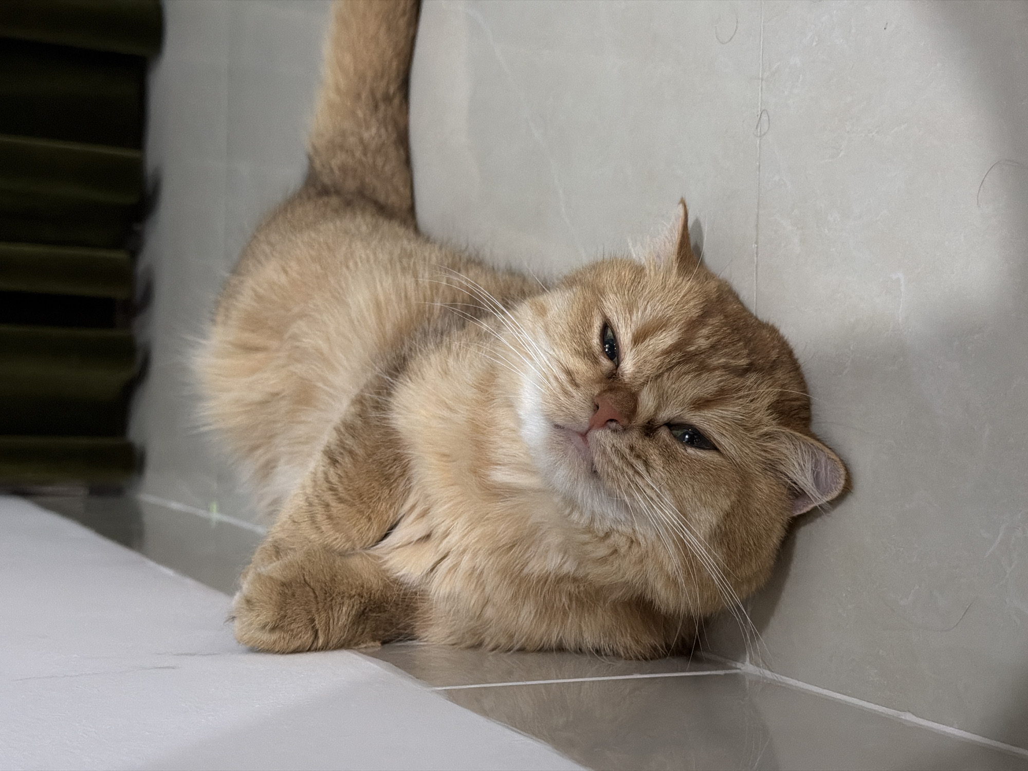 An orange cat is lying on its back on a tiled floor, next to a white wall. The cat's paws are up in the air, and its body is slightly twisted. The cat has a fluffy coat and large, expressive eyes. The background shows a dark green curtain. The scene is indoors, likely in a residential setting within the city of Đà Nẵng, Vietnam.