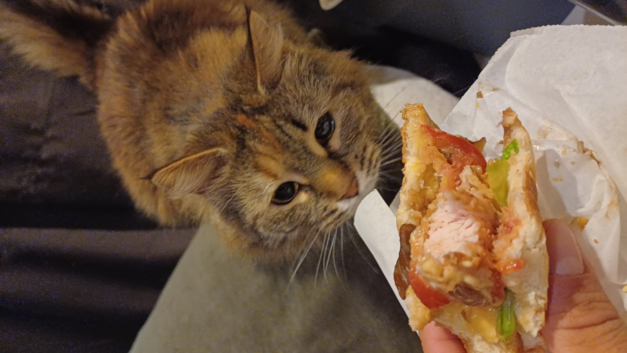 A reddish-brown tabby cat looks intently at a partially eaten sandwich held in a hand. The sandwich contains what appears to be a fried patty, lettuce, and tomato. The scene is indoors with a dark background.