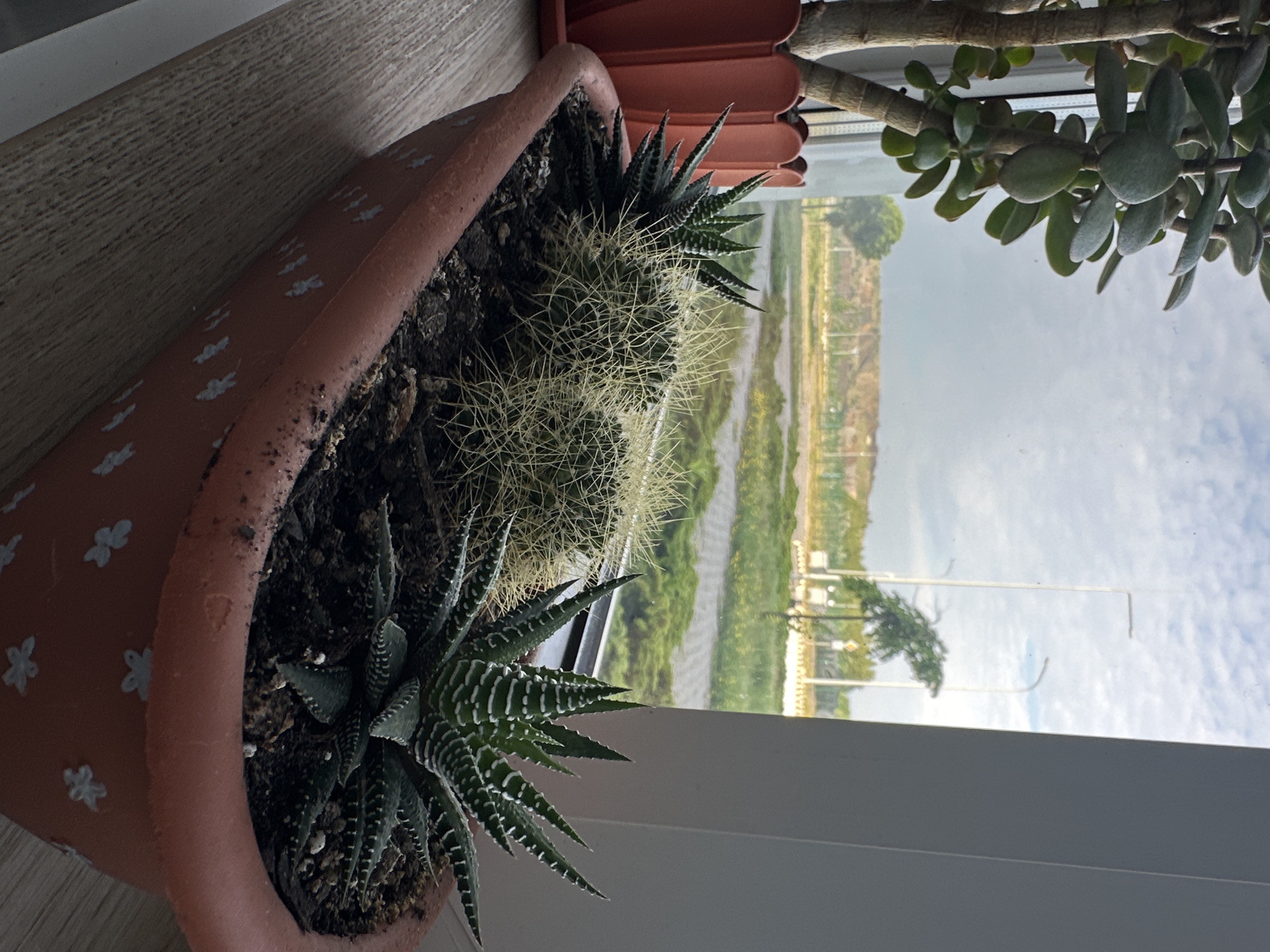 This is a close-up, eye-level, indoor shot of several potted succulents on a windowsill, with an outdoor scene visible through the window. The main focus is a long, reddish-brown, oval-shaped planter containing three succulents: two spherical cacti with numerous thin spines and a succulent with pointed, striped green and white leaves. The planter has a decorative pattern of small white flowers. To the left, partially visible, is a taller potted plant with thick, woody stems and large, fleshy, oval green leaves, placed in a similar reddish-brown pot with a scalloped rim. The windowsill appears to be made of light-colored wood.
Through the window, a muted outdoor landscape is visible under an overcast sky. The scene includes green grassy areas, some low-lying bushes, paved pathways, and several tall streetlights with a modern design. In the distance, there are hills or man-made mounds with a rough, textured surface, and sparse vegetation. The overall impression is one of a somewhat industrial or suburban setting, viewed from an elevated position. The image does not contain any people or animals. The lighting suggests it is daytime, possibly morning or late afternoon, given the diffused light. No specific landmarks that would definitively place the location within the city of Hora, Ukraine, are identifiable, but the presence of streetlights and paved areas suggests an urban or suburban environment.