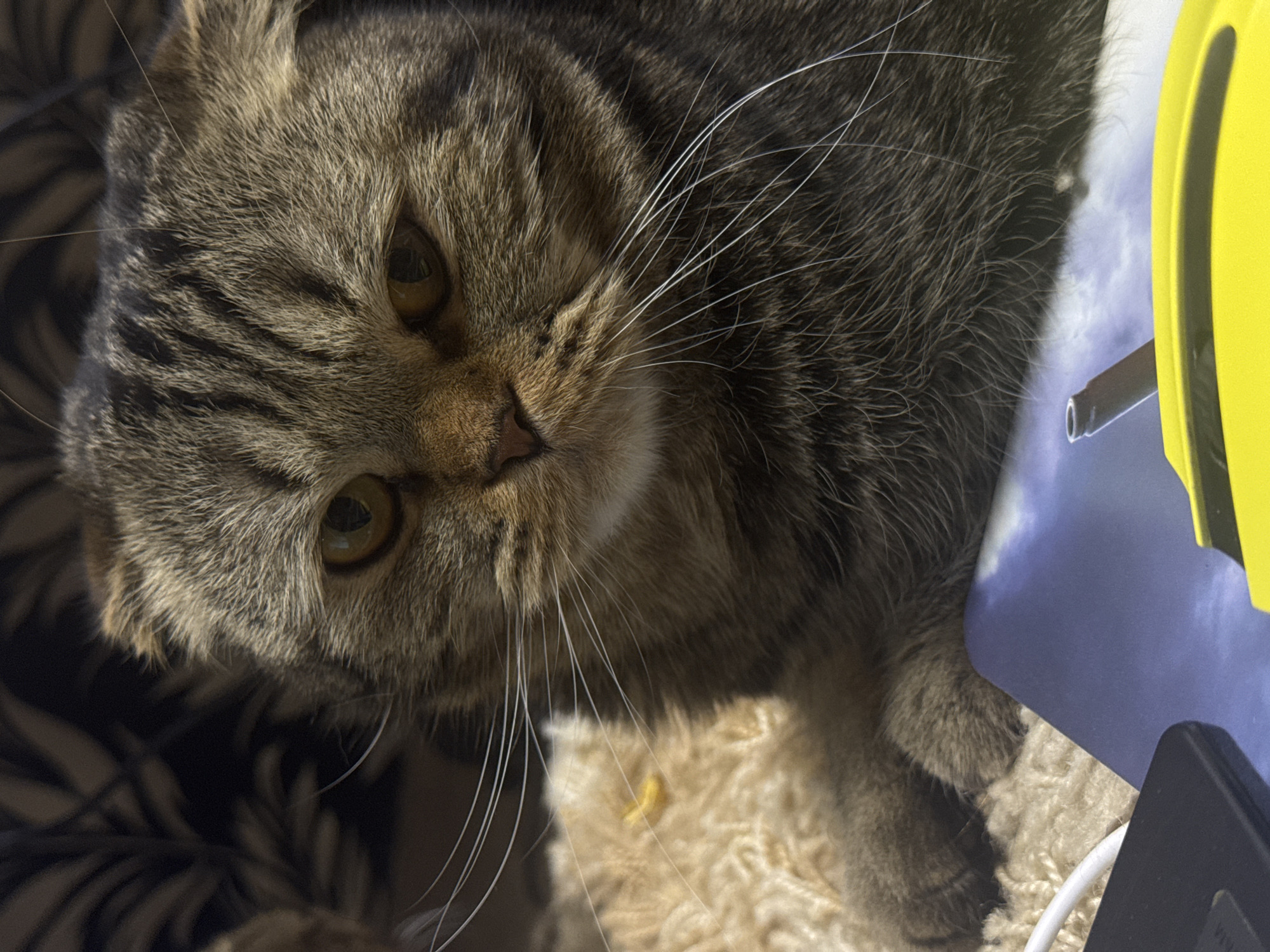 A close-up, angled shot features a brown tabby Scottish Fold cat with amber eyes and long white whiskers. The cat's face is centered, looking slightly downward. The background is blurred, but elements include a dark patterned fabric, a fluffy beige surface, and indistinct objects with yellow and blue colors, along with a charging cable. There is no indication about the location in the city of Chaikovsky, Russia.