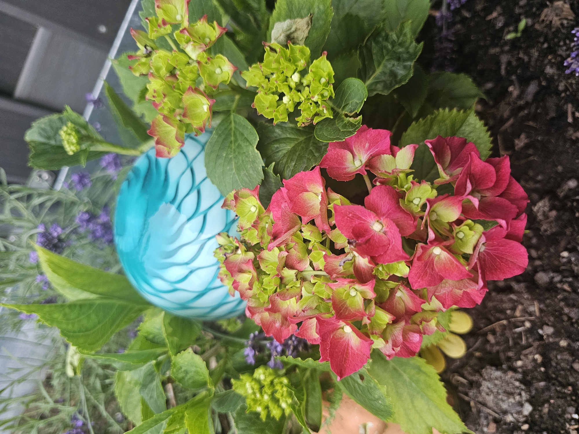 In an outdoor, urban garden setting, a decorative turquoise glass orb with white swirls sits amidst blooming hydrangea plants. The hydrangeas feature clusters of pink and green florets, with some transitioning from green to pink. Lush green leaves surround the flowers. In the background, out-of-focus purple lavender sprigs and a dark, possibly wooden, fence are visible. The ground beneath the plants is dark soil. The scene is captured from a close-up perspective, with the glass orb as a central element, partially obscured by the foliage.