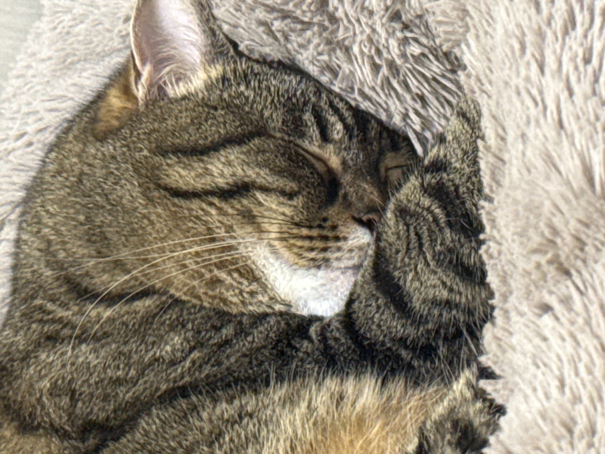 A tabby cat is curled up and sleeping soundly on a soft, fluffy, light brown bed. The cat's face is partially hidden, tucked into its body, with only its ear and some whiskers visible. The fur of the cat is a mix of dark brown and black stripes, characteristic of a tabby pattern. The bed appears to be made of a plush, shag material, creating a cozy and comfortable resting place for the animal. The lighting suggests an indoor setting, possibly a home environment. There is no indication of the location within Simferopol, Ukraine, as the image is a close-up of the cat and its immediate surroundings.