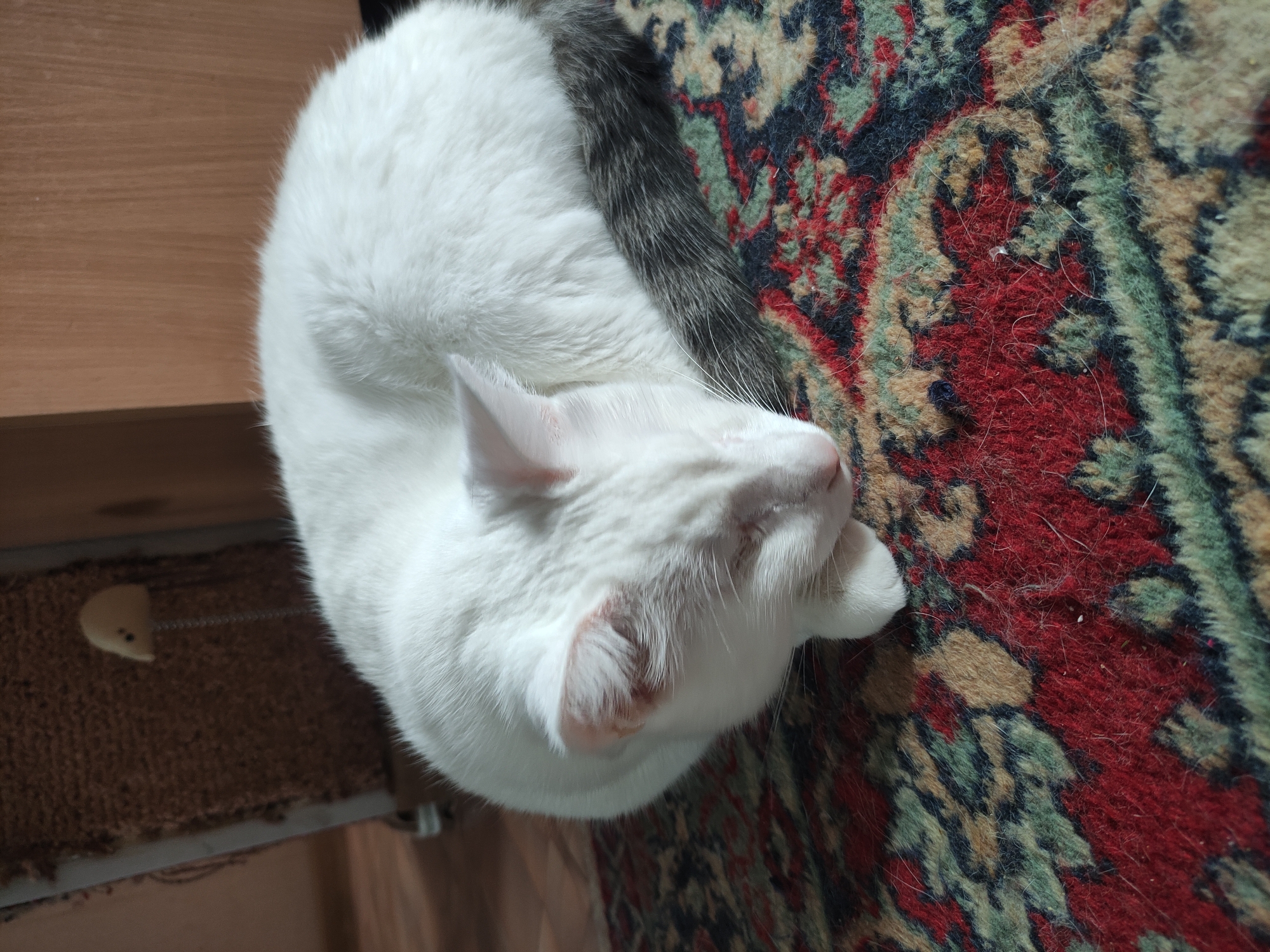 A medium-shot photograph taken from above depicts a white cat with a grey tail curled up on a rug. The rug is patterned with red, green, and beige colors. The cat's head is resting on its paw. A piece of cat furniture with a brown, woven surface and a small, cream-colored mouse toy attached by a chain is visible in the lower-left corner of the frame. The location is unknown.