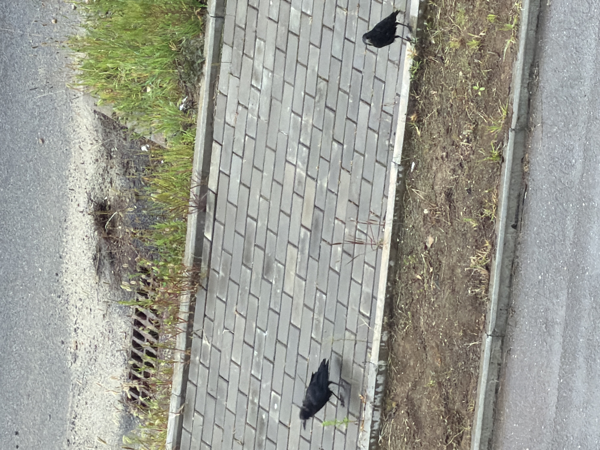 Two black birds, likely crows, are on a grey brick pathway. One bird is on the left side of the pathway, facing left. The other bird is on the right side of the pathway, facing forward. The pathway is bordered by a strip of dirt and grass, and beyond that is a grey asphalt surface. In the upper left of the image, a metal drain grate is visible on the asphalt. The scene appears to be an outdoor urban environment, possibly in Tsiolkovsky, Russia, given the context.