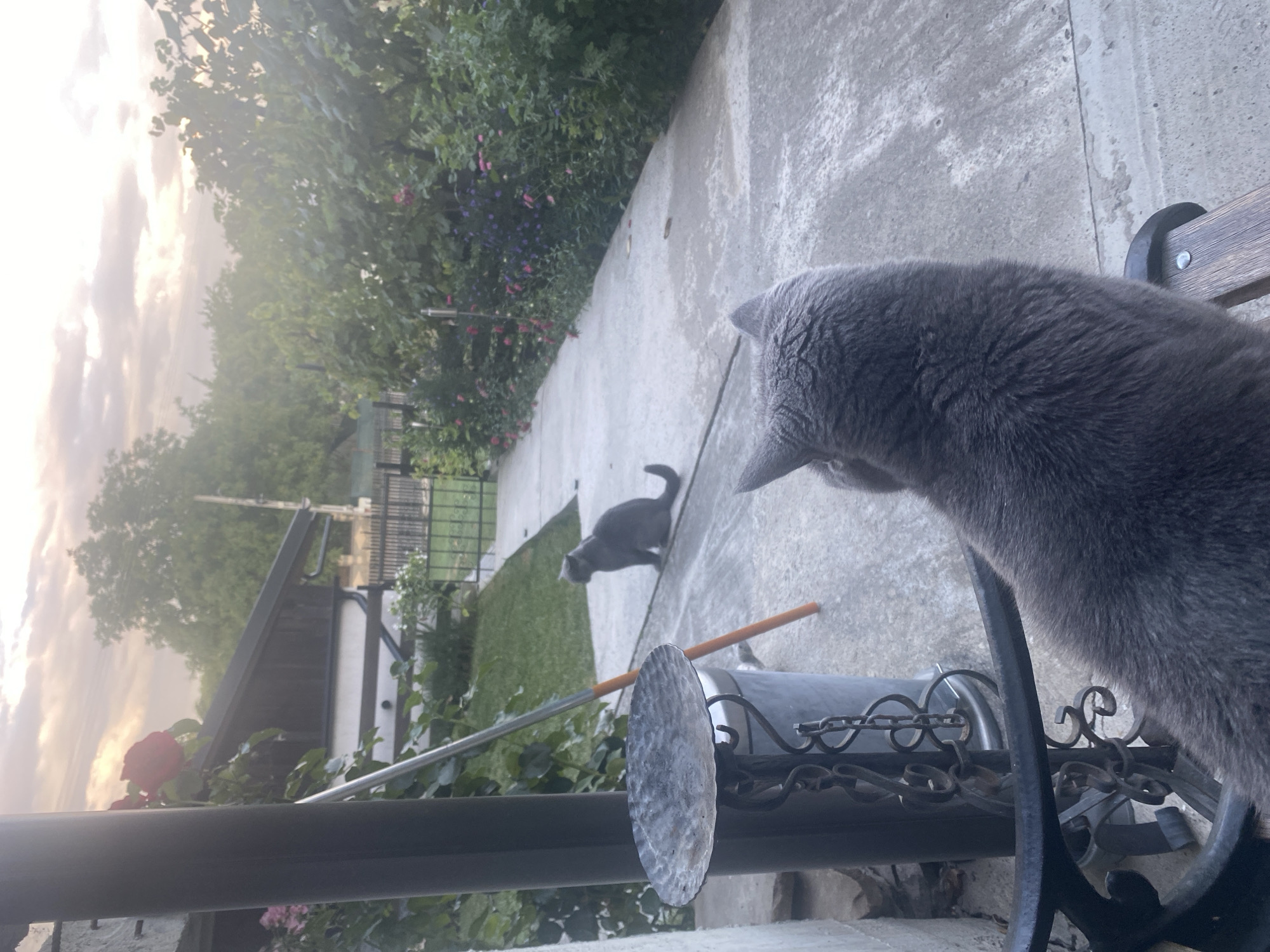 The image shows an outdoor scene with two gray cats on a concrete pathway in what appears to be a residential backyard. In the foreground, the back of a cat is visible, resting on a wooden bench. The cat's fur is a dark gray. Behind it, a decorative metal stand with a chain and a weathered, round dish is positioned near a dark gray cylindrical object, possibly a trash can. To the left, a portion of a house with a dark roof and white siding is visible, with a red rose and pink flowers growing nearby. Further down the pathway, a second gray cat is sitting and looking to the left. The pathway is lined with lush green vegetation and flowering plants in shades of pink and purple. A metal fence is visible in the background, beyond which are trees and a cloudy sky with the sun breaking through. The overall setting suggests a peaceful, domestic environment. The mention of Târgu Neamț, Romania is not supported by any visual evidence within the image.