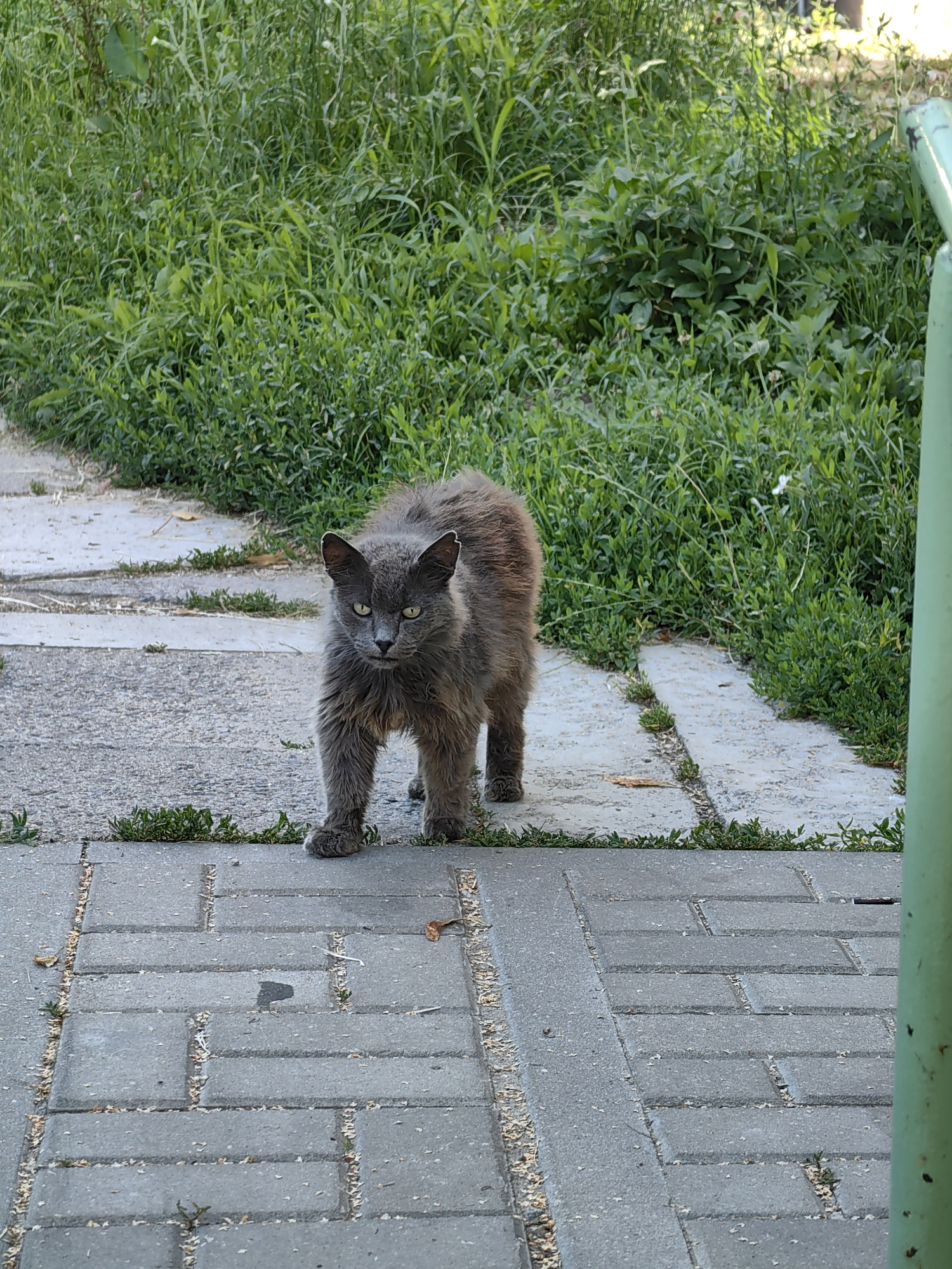 A grey, long-haired cat stands on a paved walkway in what appears to be an urban or suburban outdoor setting. The cat is facing the camera, with its body slightly hunched and its fur appearing ruffled. Green grass and some vegetation are visible behind the cat and along the edge of the walkway. The walkway is made of grey rectangular pavers arranged in a pattern, with some dirt and debris scattered on them. A portion of a green pole or structure is visible on the right side of the image. The overall lighting suggests it is daytime. The location provided is Fanipal, Belarus.