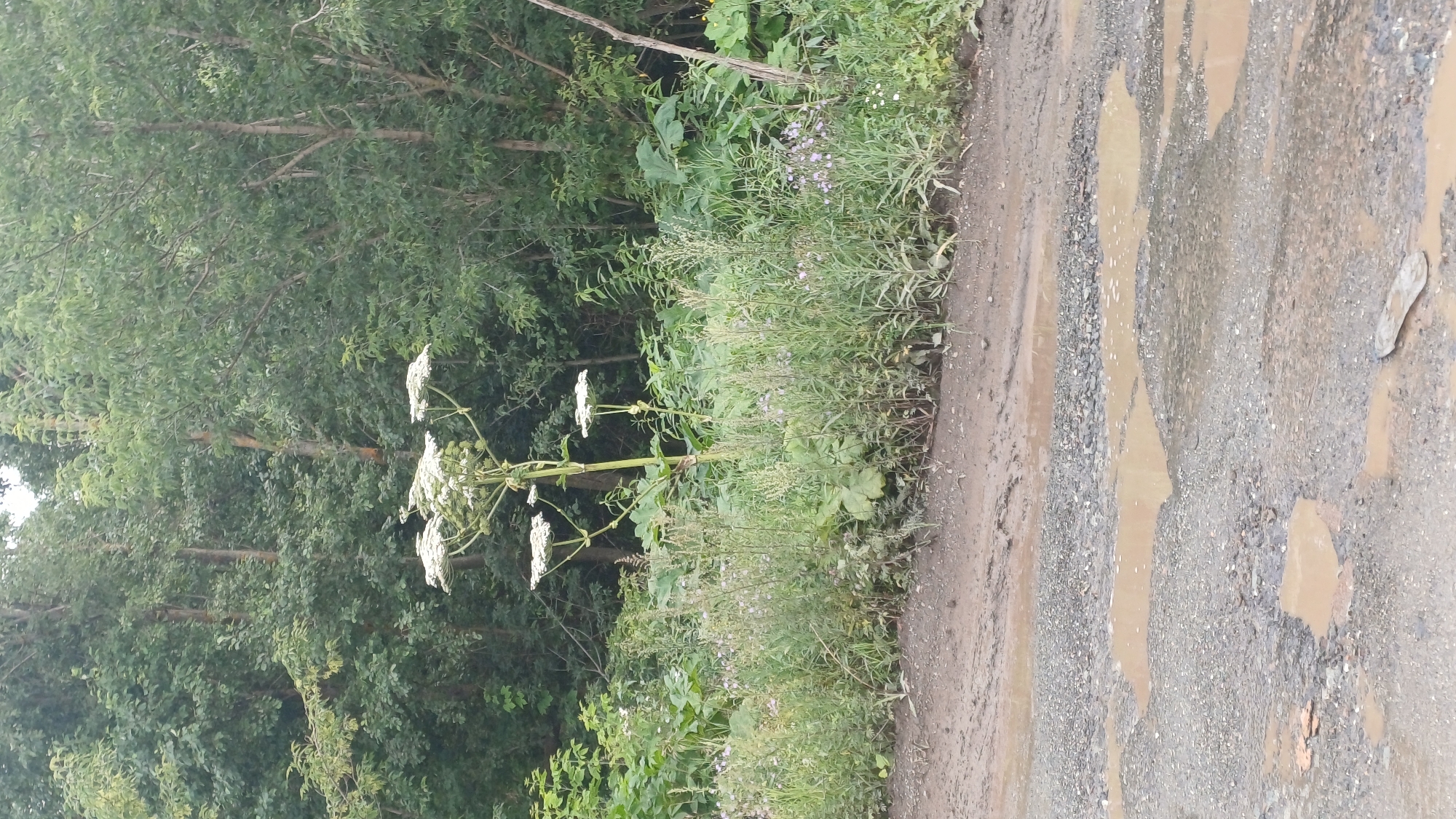 In Pirogovo, Russia, a tall plant with a large, umbrella-shaped cluster of white flowers stands beside a dirt road. The road is muddy and has several puddles. In the background, a dense forest with green trees is visible. The scene is devoid of any people or animals.