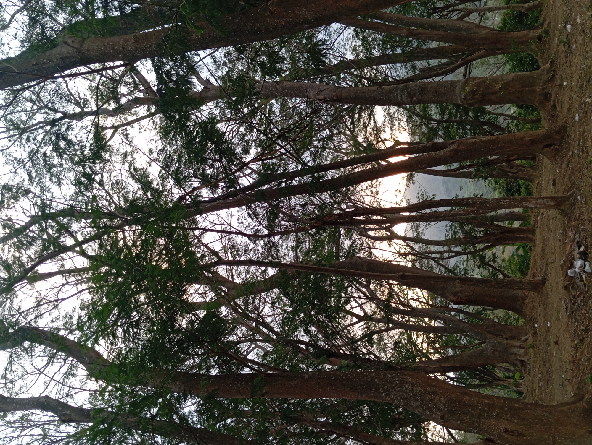 The image depicts a dense cluster of tall trees in what appears to be a natural setting, possibly a forest or a park, in Sumber Suko, Indonesia. The trees, with their thick, textured brown bark and numerous branches, dominate the frame, creating a canopy that partially obscures the sky. The leaves are a vibrant green, suggesting a healthy, possibly tropical, environment. The ground is covered with dry leaves and sparse vegetation. In the background, the faint outline of hills or mountains can be seen, bathed in the soft light of what appears to be dusk or dawn, as indicated by the warm glow filtering through the trees. The overall impression is one of natural beauty and tranquility, with a sense of depth created by the layering of trees receding into the distance. There are no people or animals visible in the image. The scene is static and peaceful, highlighting the imposing presence of the trees against the natural landscape.