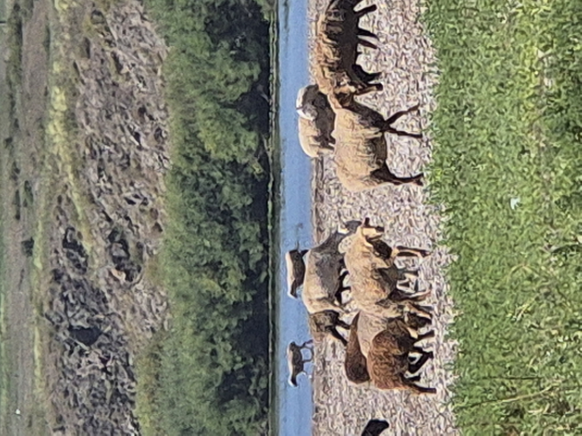 A flock of sheep grazes on a rocky, sparsely vegetated riverbank. The sheep are of various colors, including white, brown, and grey. In the background, a dense line of green trees borders a calm body of water. Beyond the trees, a rocky hillside rises. The overall environment appears to be rural and natural.