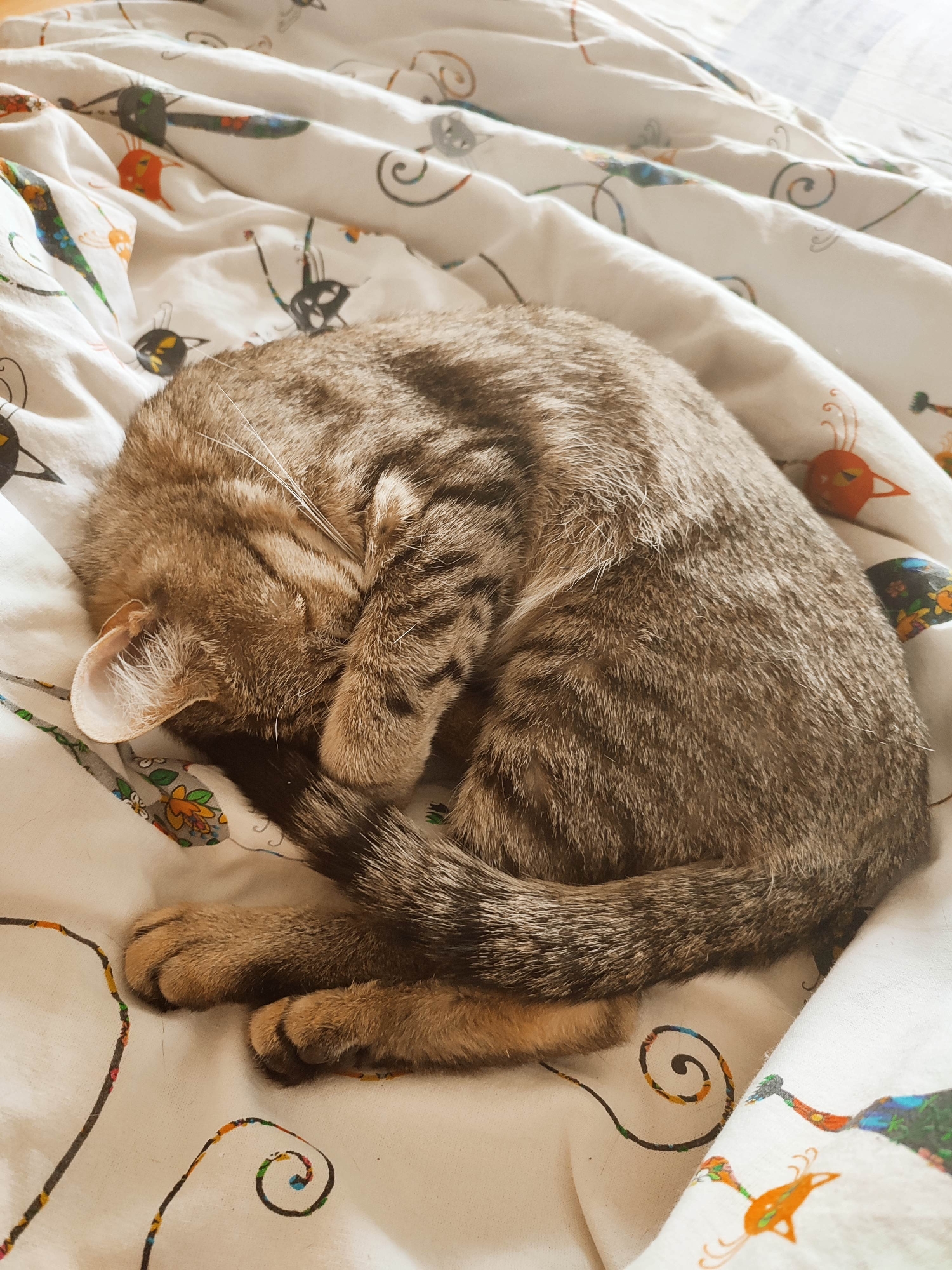 A tabby cat is curled up asleep on a bed with patterned white sheets. The cat's head is tucked in toward its paws, and its tail is curled around its body. The sheets have a repeating pattern of colorful birds and swirls.