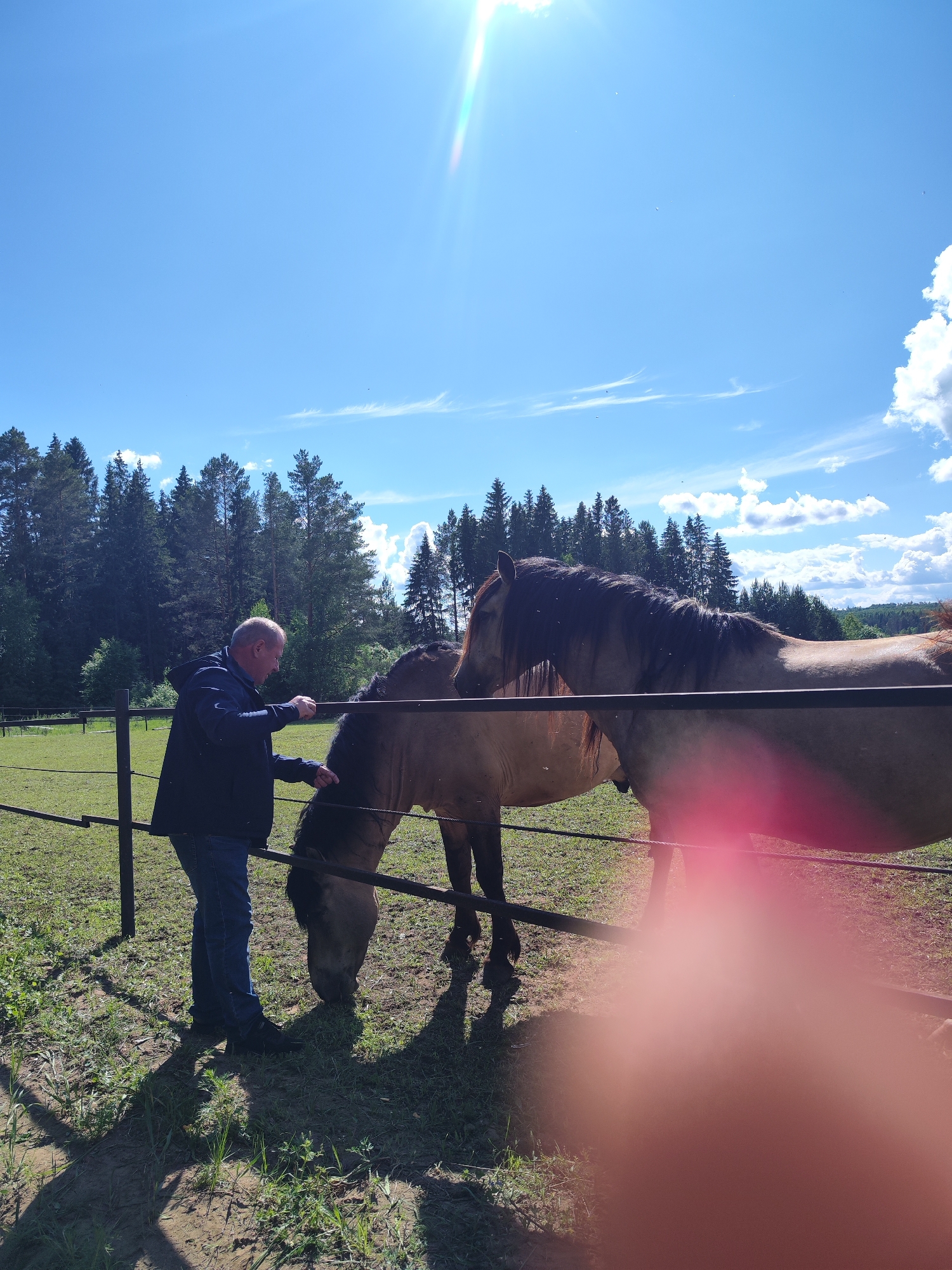 The image shows a man interacting with two horses in a grassy field enclosed by a black metal fence. The man is standing near the fence, wearing a dark blue jacket and jeans. He appears to be petting or touching one of the horses, which has its head down and seems to be grazing. The second horse is standing beside the first. The environment includes a clear blue sky with some scattered clouds and a bright sun. A forest of tall trees is visible in the background. The scene appears to be rural, potentially on a farm or ranch. The image may be from Opary, Russia, but there is no additional visual information that provides further information.