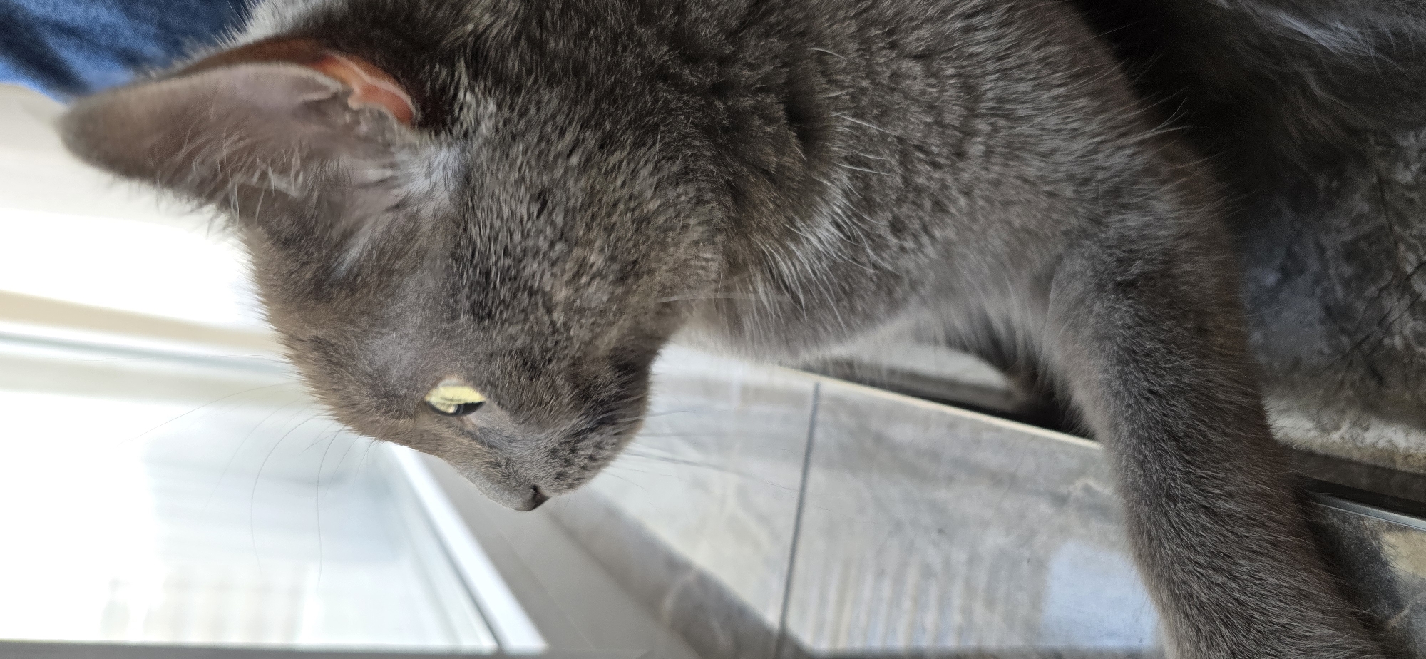 An extreme close-up, side-view, profile shot shows a grey domestic cat with yellow-green eyes looking out of frame to the left. The cat's fur is short and appears soft. Its left ear is visible, with delicate hairs around the opening. The cat's left paw is extended and rests on a tiled surface. The background consists of a window with bright daylight and a hint of a dark blue fabric on the far right. The tiled surface has a subtle wood-grain pattern and appears to be a windowsill or floor. The lighting suggests the image was taken indoors during the day.