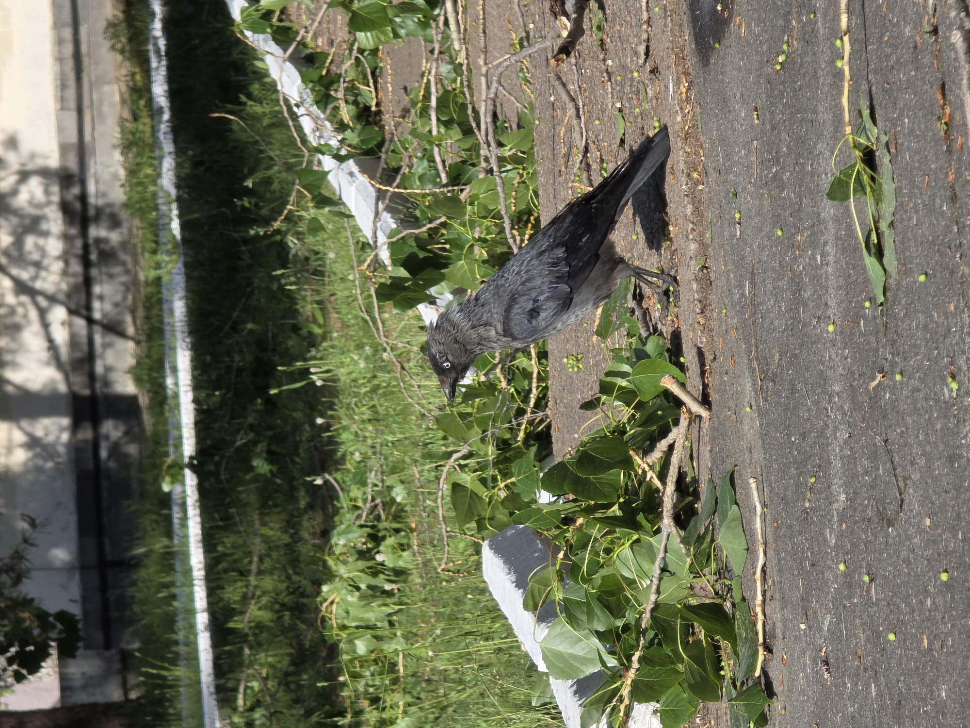 A crow stands on a paved surface with fallen leaves and branches. The crow has dark grey plumage. Adjacent to the pavement is a concrete curb, beyond which is a grassy area. A building is visible in the background. The location is the city of Chaikovsky, Russia.