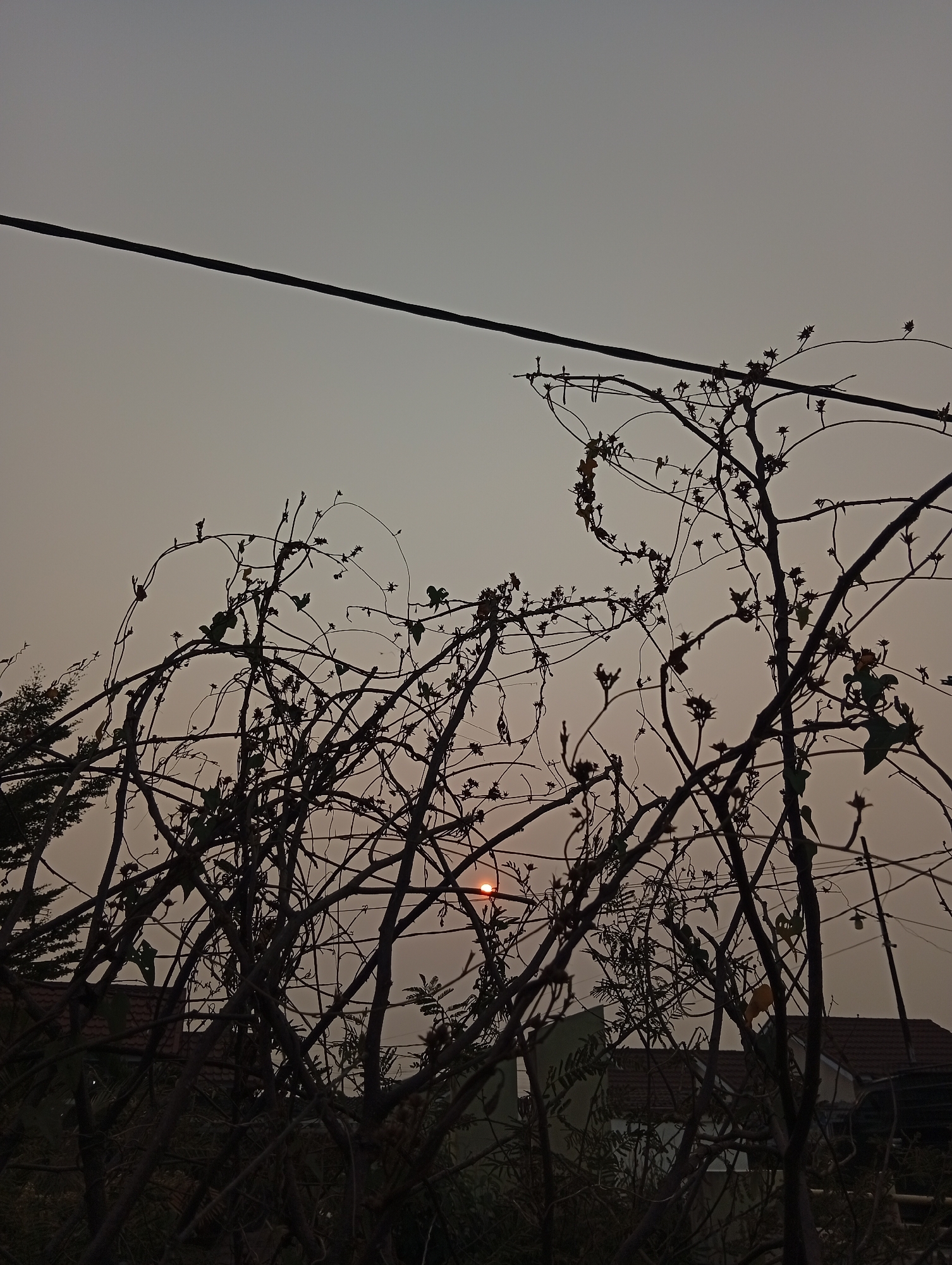 The image depicts a hazy sky in Kualu, Indonesia, likely at dusk or dawn, with a thin wire stretching across the upper portion of the frame. In the foreground, the silhouetted branches of a deciduous plant, devoid of most of its leaves, form a tangled network. Small buds and a few lingering leaves are visible on some of the branches. A small, reddish-orange orb, possibly the setting or rising sun, is partially obscured by the foliage in the middle ground. Behind the branches, the roofs of houses with terracotta tiles are visible, suggesting a residential area. The overall atmosphere is subdued and muted due to the hazy conditions.