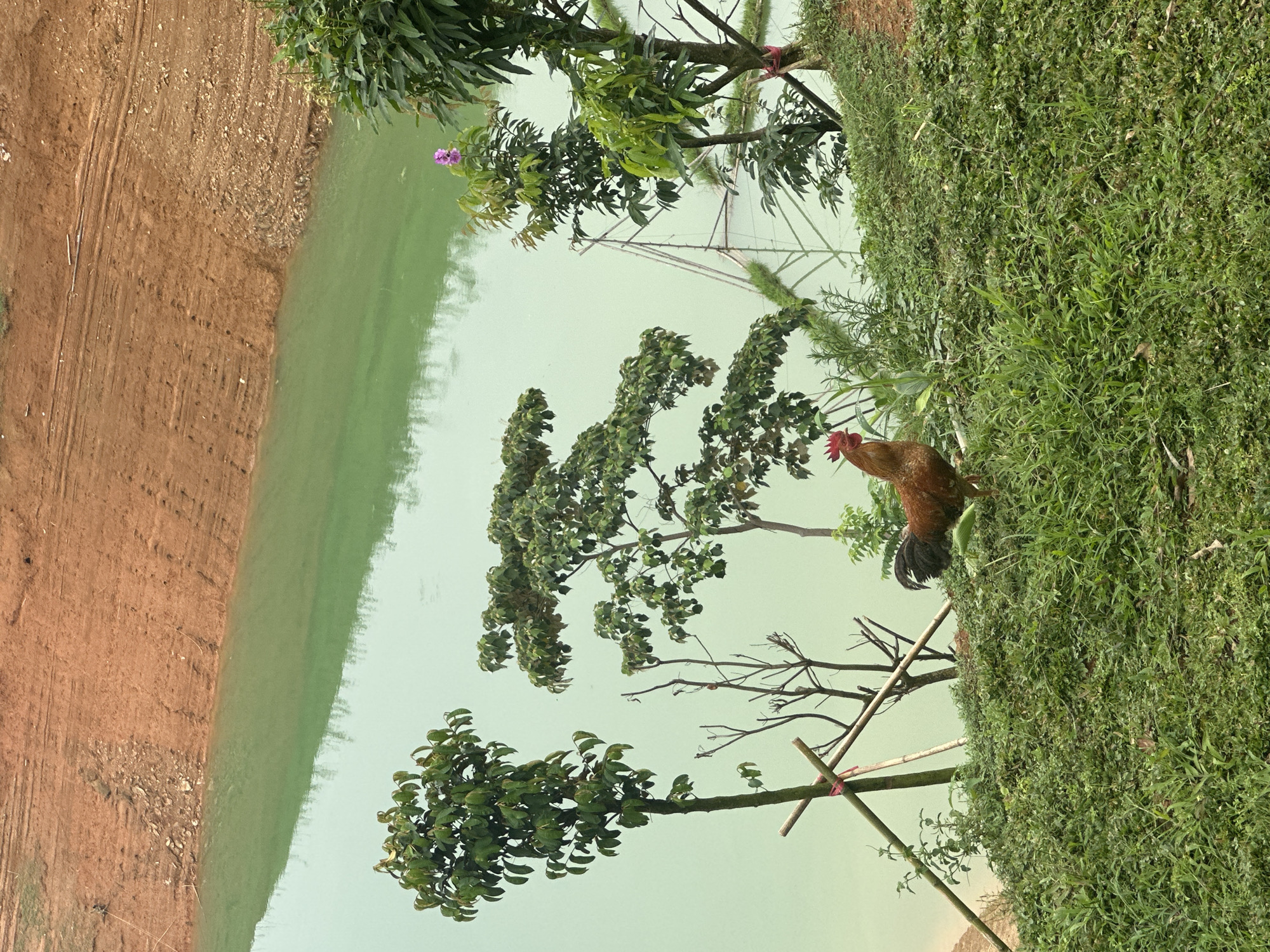 A rooster stands on a grassy hill overlooking a murky, green body of water in Bản Phúc, Vietnam. The water is bordered by a steep, reddish-brown dirt bank. Several trees are scattered around the grassy area, some with bamboo supports. A single purple flower blooms on one of the trees. The scene appears to be a natural landscape, possibly near a rural settlement or a construction site given the exposed earth.