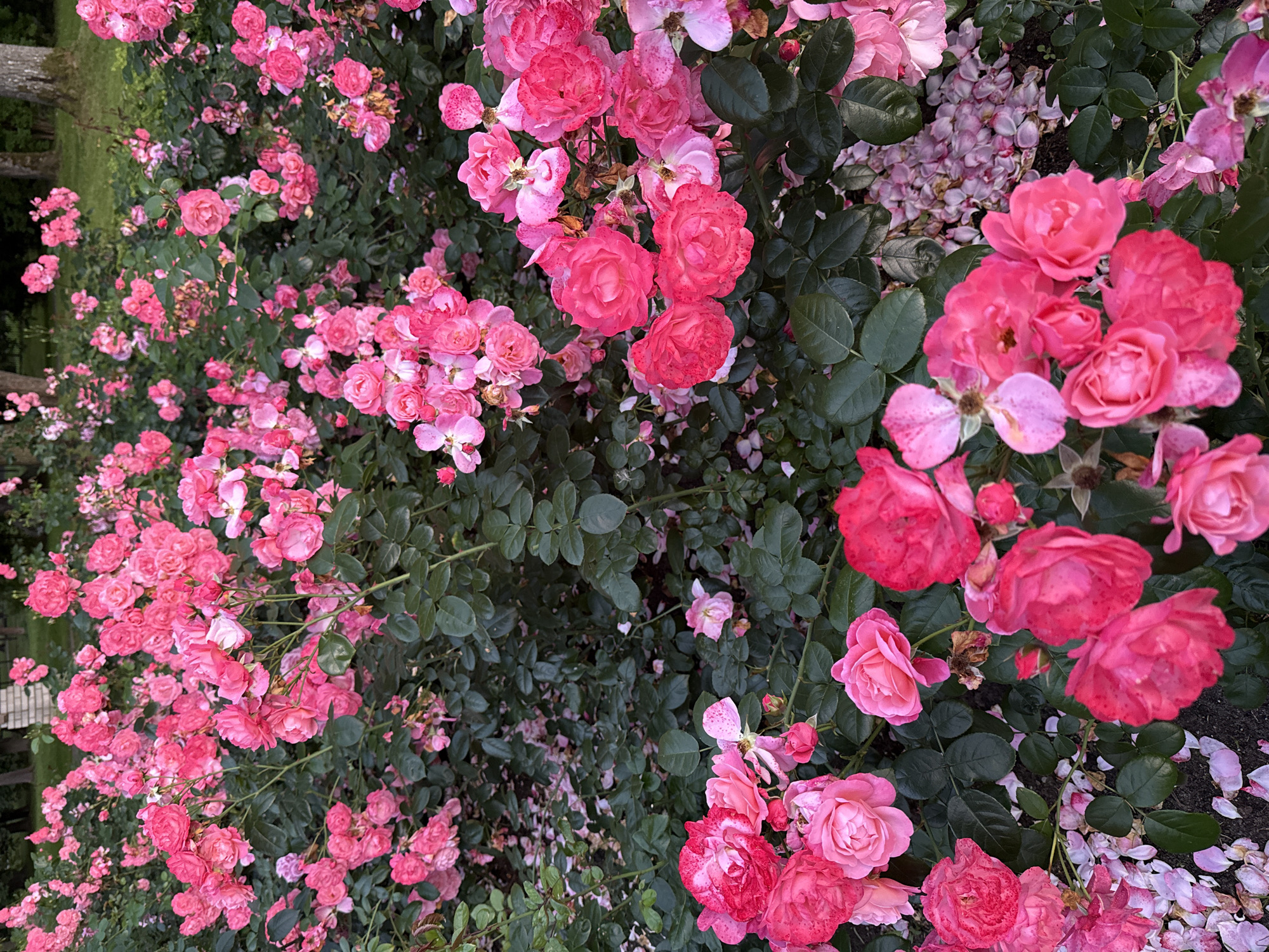 An overhead medium shot captures a dense field of blooming pink roses in a garden setting. The roses vary in size and stage of bloom, with some fully open and others still in bud. Their petals display a range of pink hues, from light blush to deep fuchsia, with some featuring speckled patterns. Dark green foliage forms a backdrop for the vibrant flowers. Scattered amongst the roses are fallen rose petals, creating a textured carpet on the ground. The background is softly blurred, suggesting a shallow depth of field, and hints at trees and a brick structure in the distance. The lighting is overcast, creating diffused shadows and highlighting the saturated colors of the roses.