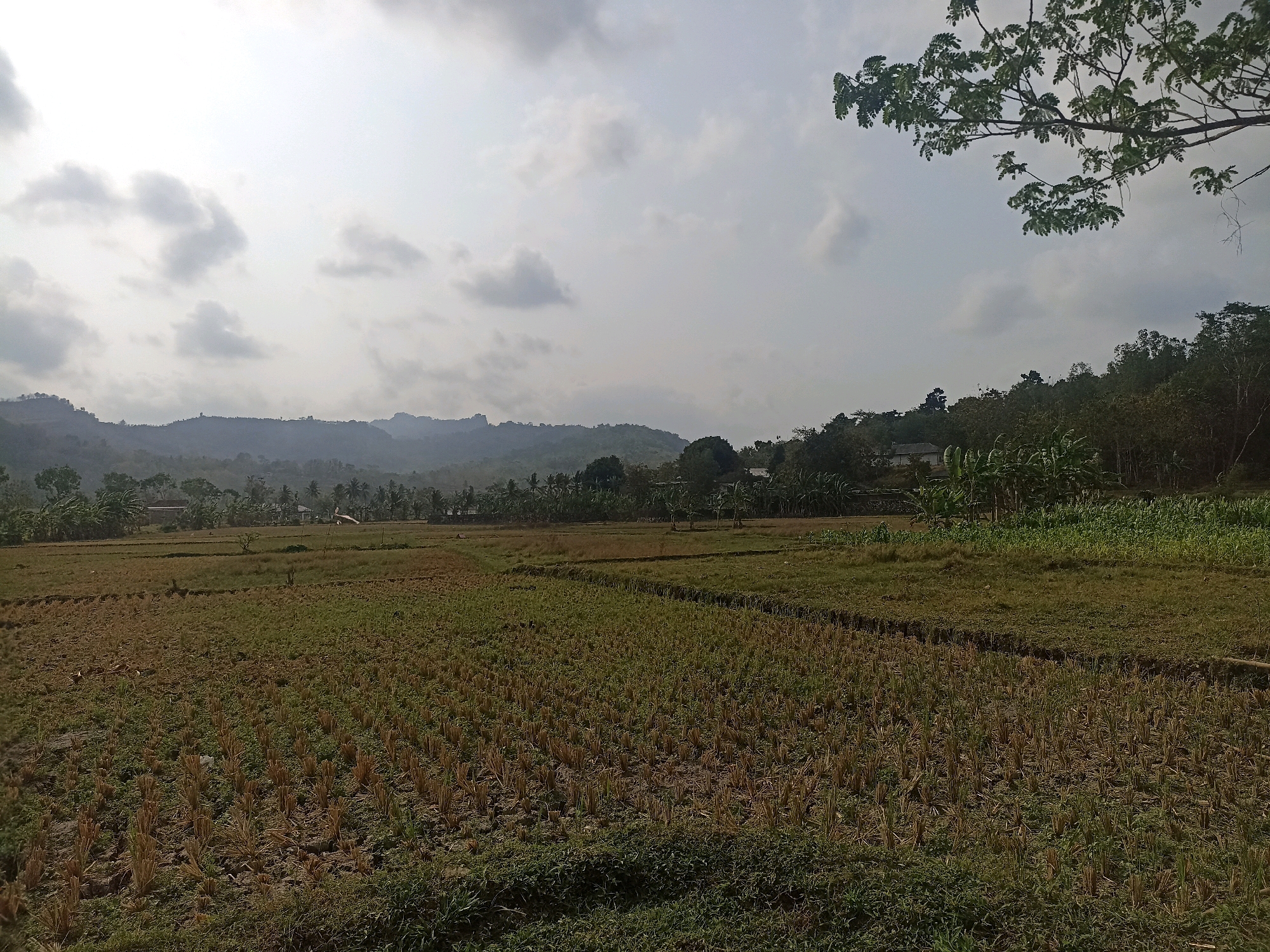 A rural landscape scene in Widoro, Indonesia, features a harvested field in the foreground with stubble of dried crops. The field extends towards a treeline with scattered houses and palm trees. In the background, rolling hills are visible under a hazy, overcast sky with scattered clouds. A tree branch with green leaves extends into the upper right corner of the frame. The overall impression is one of a serene, agricultural setting.