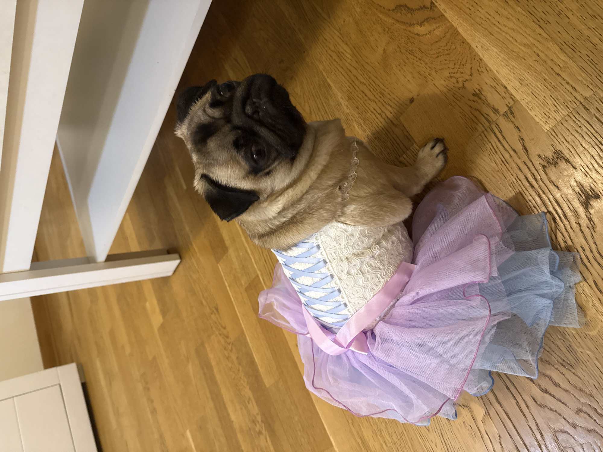 A light fawn-colored pug dog, adorned in an elaborate costume, lies on a light brown wooden floor. The dog's head is turned upwards and slightly to the left, revealing its dark, wrinkled muzzle and observant eyes. Its short, light brown fur is visible around its head and neck.
The costume features a cream-colored top with intricate lace patterns and a light blue crisscross lacing design, reminiscent of a corset. A pink satin ribbon is tied around the dog's waist, forming a bow and draping over a multi-layered tutu skirt. The skirt consists of ruffled tiers of sheer fabric in pastel shades of lavender/purple and light blue. One of the dog's front paws is visible near the bottom right of the frame.
The floor is made of wooden planks with visible grain and texture, suggesting an indoor setting. A portion of a white furniture piece, possibly a table or chair leg, is visible along the left edge of the image. The lighting is soft and even. No text is visible.