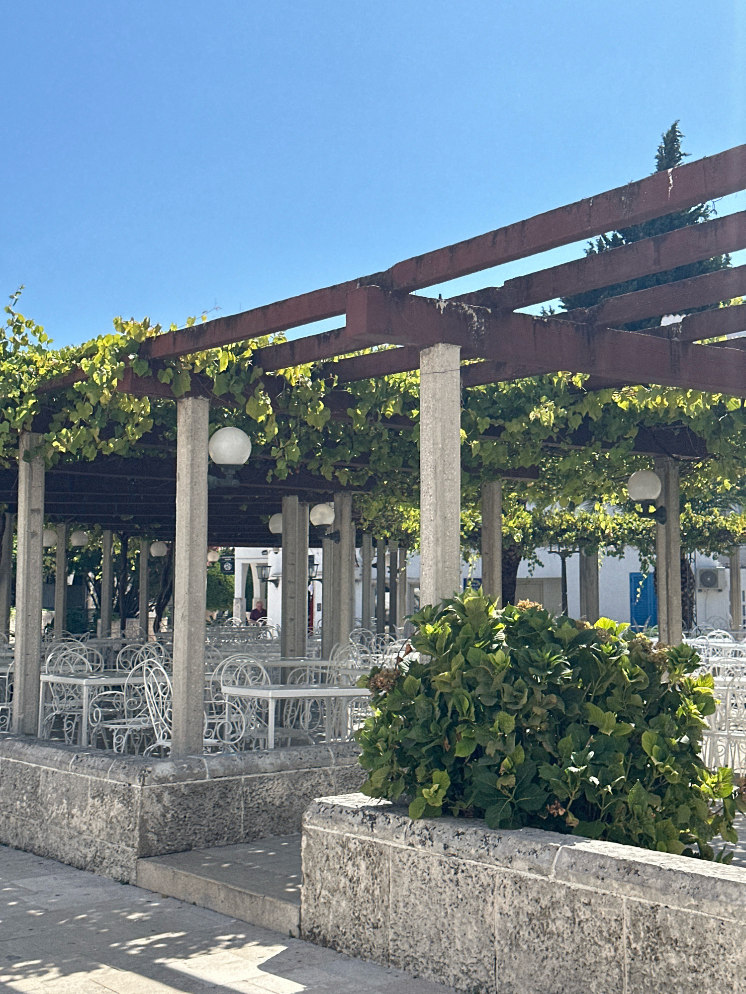 The image depicts an outdoor cafe in Budva, Montenegro. A wooden pergola, overgrown with green vines, provides shade over rows of white metal tables and chairs. The pergola is supported by concrete pillars, and spherical lights hang from the structure. In the foreground, a thick green shrub grows out of a stone planter. In the background, buildings and a blue door are visible. The sky is clear and blue, indicating a sunny day. The cafe appears to be empty.