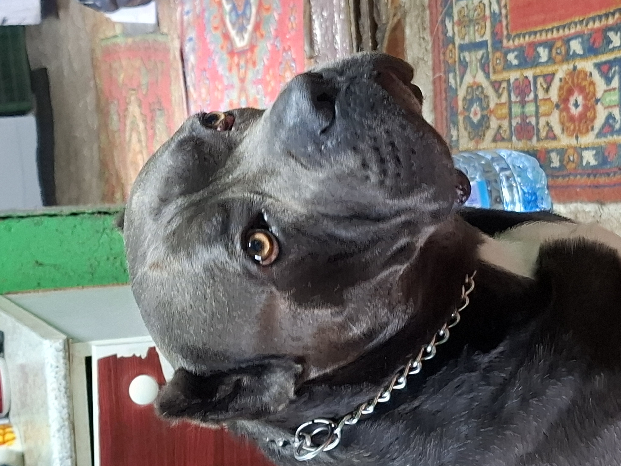 A close-up, profile view captures a large, dark-furred dog with light amber eyes, wearing a thick, silver chain collar. The dog's head is turned to the right, with its nose and mouth partially visible. Behind the dog, a partially visible plastic bottle of water rests on a colorful rug with intricate patterns in red, blue, and yellow. The background also shows a glimpse of a green wall and some red cabinetry with a white spherical knob. The scene appears to be indoors, possibly in a home.