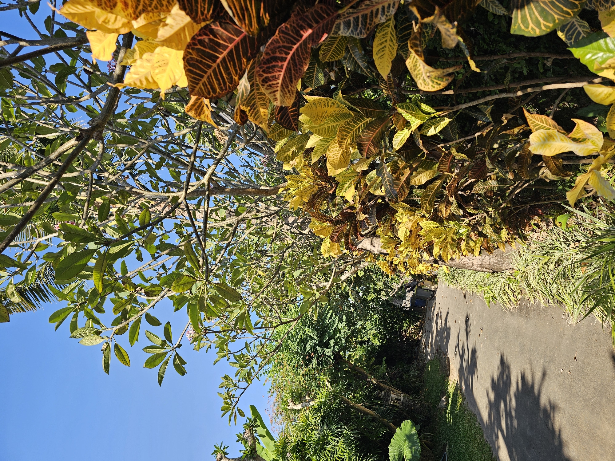 The image captures a sun-drenched pathway winding through lush vegetation, likely in Denpasar, Indonesia. The path, paved with asphalt, is bordered on the right by a dense growth of croton plants displaying vibrant yellow and reddish-brown leaves, with some green foliage interspersed. On the left, the path is flanked by manicured grass and tropical plants, including what appears to be a large-leafed plant.
In the background, a variety of trees with green leaves form a dense canopy, casting dappled shadows onto the path. The sky above is a clear, bright blue, indicating fair weather. A person, partially visible and wearing dark clothing, is walking along the path in the mid-ground, casting a shadow. Further down the path, on the right side, a grey waste bin is situated amongst the foliage. The overall impression is one of a tranquil, well-maintained tropical garden or park area.