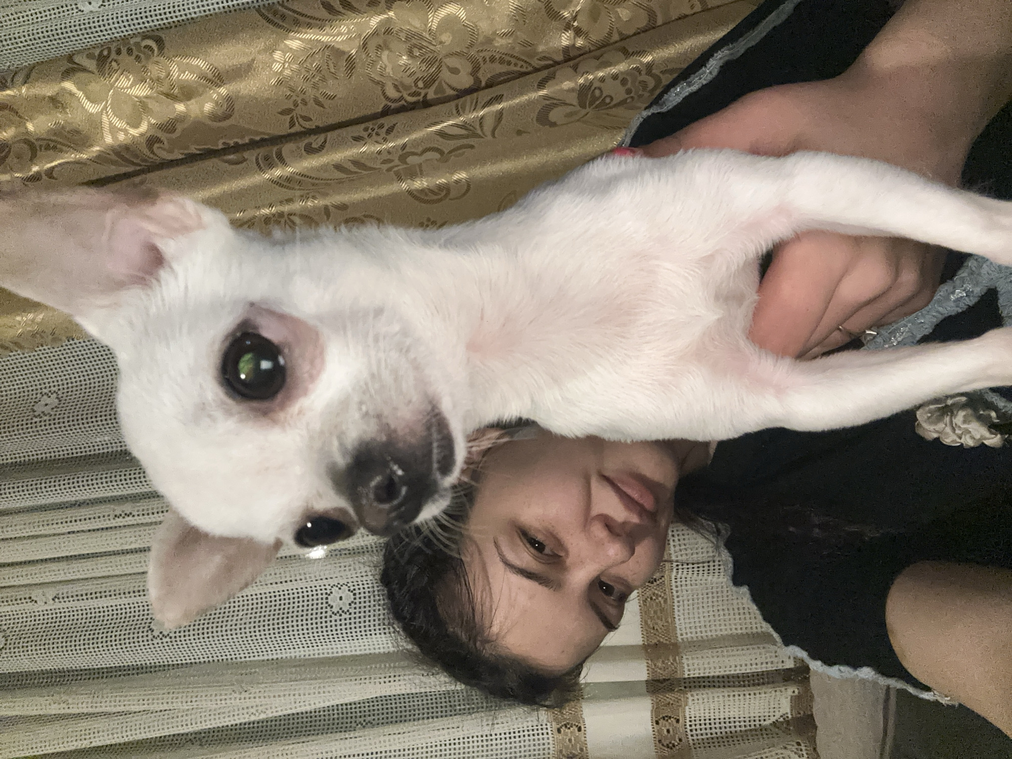 A white Chihuahua dog is held in someone's arms. The person holding the dog is a female with dark hair and light skin. The background consists of patterned fabric. It is not possible to confirm the location of the image as Chubra, Bulgaria.