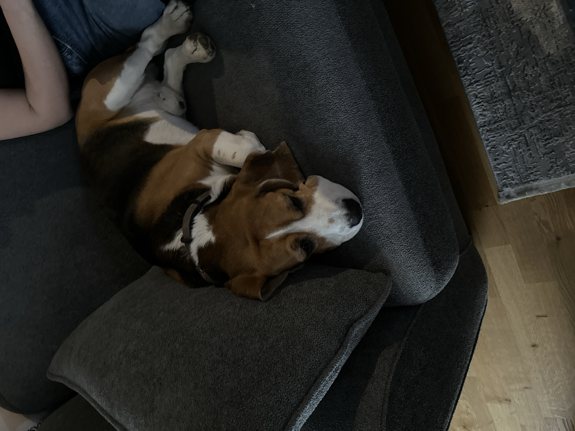 A medium shot depicts a tri-colored beagle dog resting on a gray upholstered sofa. The dog, exhibiting a white chest and white markings on the face, lies on its back with its legs extended upwards. Part of a person's arm and leg are visible on the left side of the frame, indicating they are seated next to the dog. The sofa is adorned with a gray cushion that is partially visible under the dog. Adjacent to the sofa, a section of hardwood flooring is seen. A dark gray rug is also partially visible. The location of the scene is unspecified in the image.