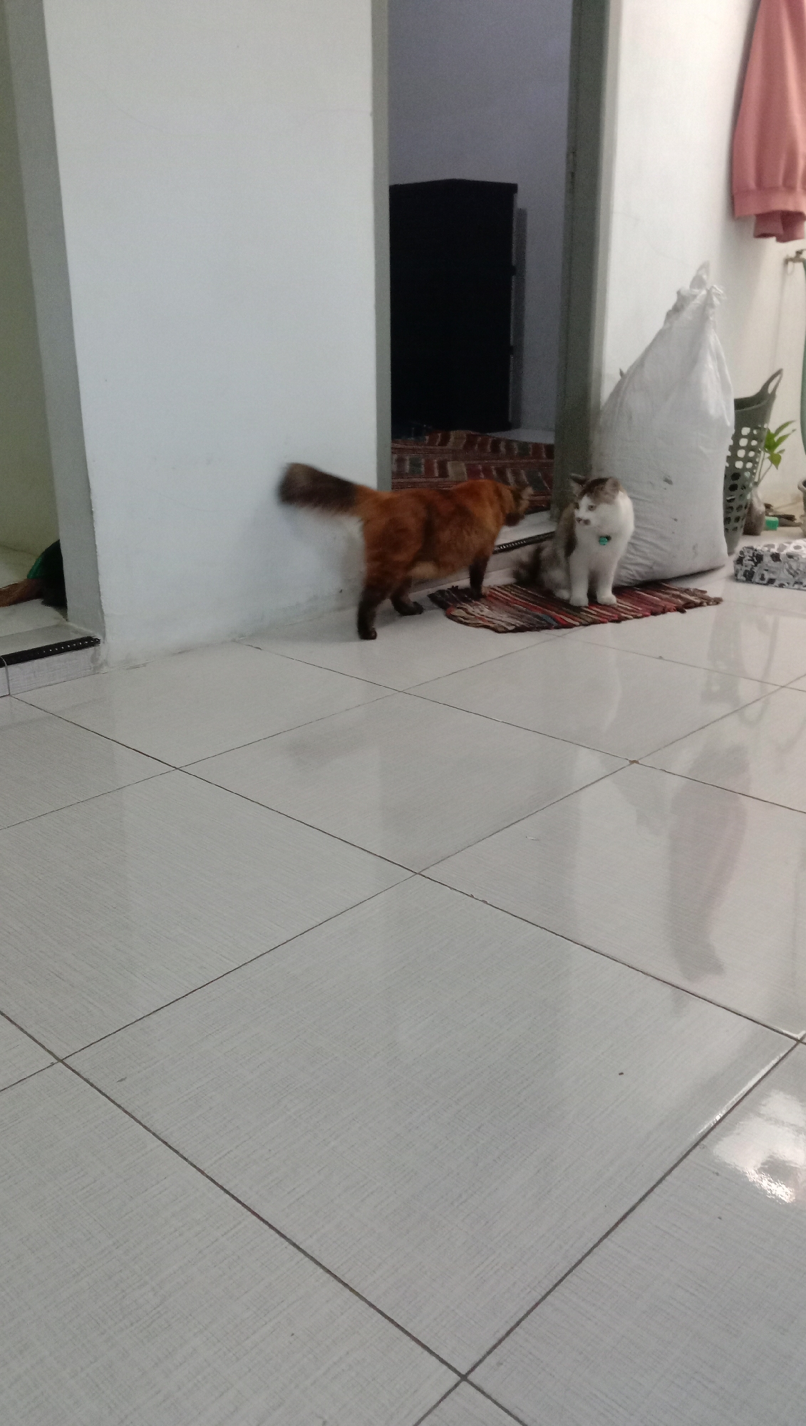 In the city of Karangmangu, Indonesia, an indoor scene unfolds with a focus on two cats. A ginger-colored cat stands near a white wall, its tail bushy and raised. Beside it, a white and grey cat sits on a small, striped mat. The floor is tiled with large, light-colored square tiles. In the background, a large white bag is visible, along with some green plants in a basket. A dark cabinet stands in the open doorway of an adjacent room, where a person can be partially seen lying down.