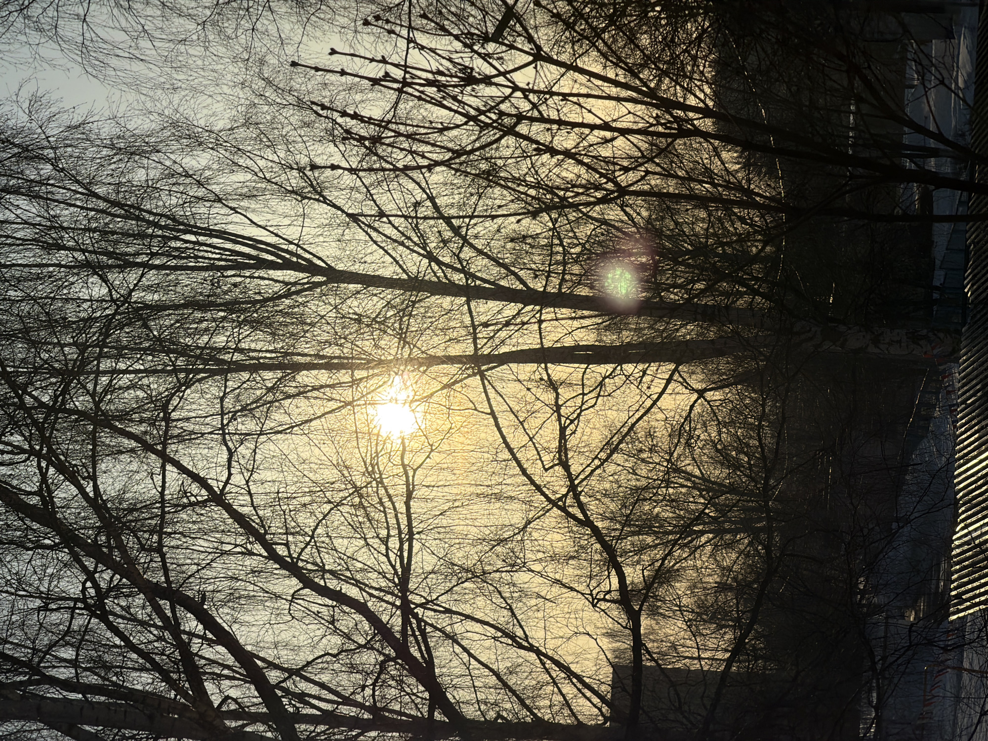 The image depicts a view through bare tree branches, silhouetted against a bright, diffused light, possibly the sun. Some foliage is in shadow. A modern building with vertical lines is visible on the right side. The location in Izhevsk, Russia, cannot be confirmed from the image alone. There are no people visible in the scene.