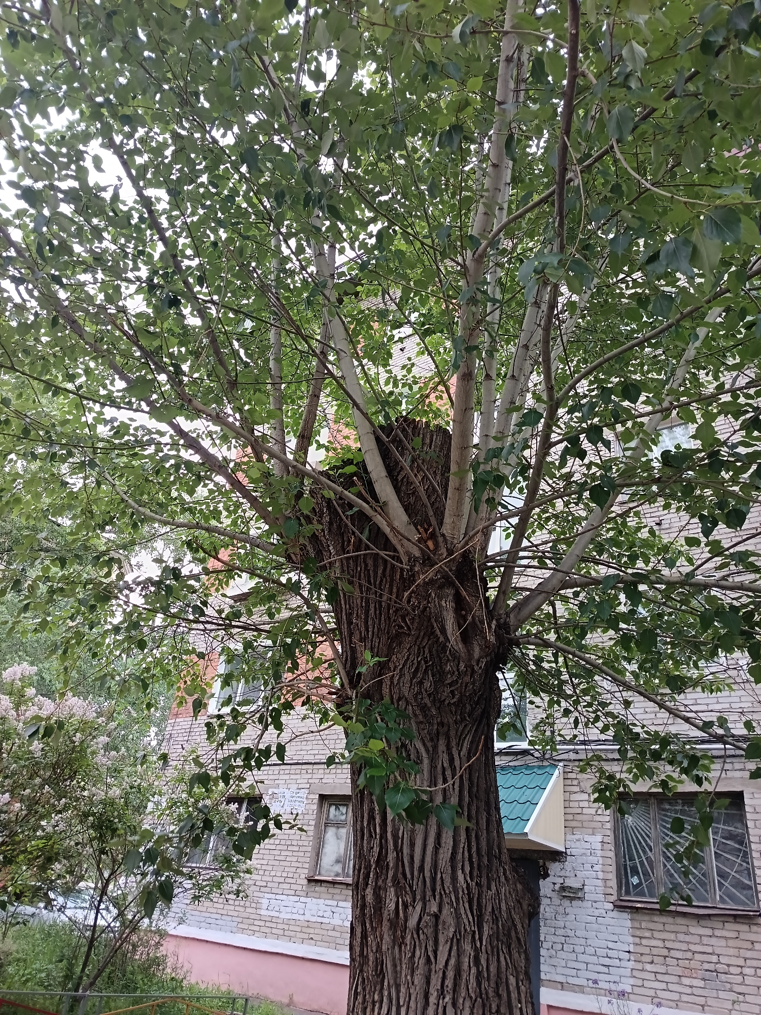 The image shows a large, old tree in front of a brick apartment building in Komsomolsk-on-Amur, Russia. The tree has a thick, gnarled trunk and a canopy of green leaves. Several younger, lighter-barked trees are growing from the top of the trunk. The building is made of light-colored bricks and has several windows, some with bars. There is a green-tiled awning above one of the doorways. Lilac bushes with pink flowers are visible to the left of the tree. The scene appears to be in a residential area. There are no people visible in the image.
