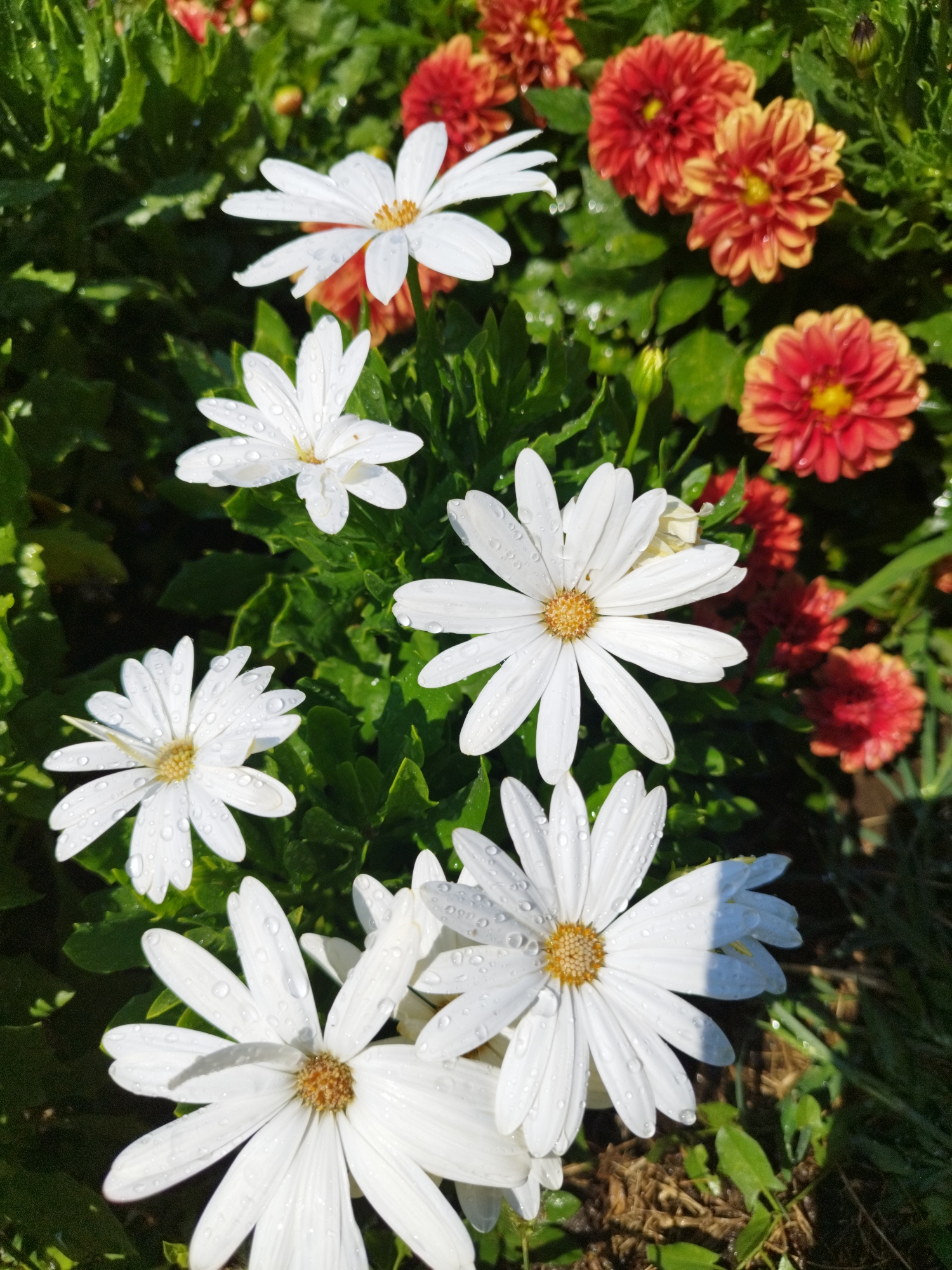 A top-down, close-up shot captures a cluster of white daisies with water droplets on their petals, interspersed with fiery orange and red dahlia-like flowers. The scene is set in a garden in Bucharest, Romania, likely during a sunny morning after a rain shower, given the dew on the flora. The white flowers are in full bloom, their petals fanning out around a yellow center, each droplet catching the light. In the background, the vibrant dahlias provide a stark contrast, their intricate petals forming dense, pom-pom shapes. Green foliage forms a lush backdrop, some leaves also bearing glistening water droplets. The overall impression is one of natural beauty and freshness, a serene moment captured in an urban garden.