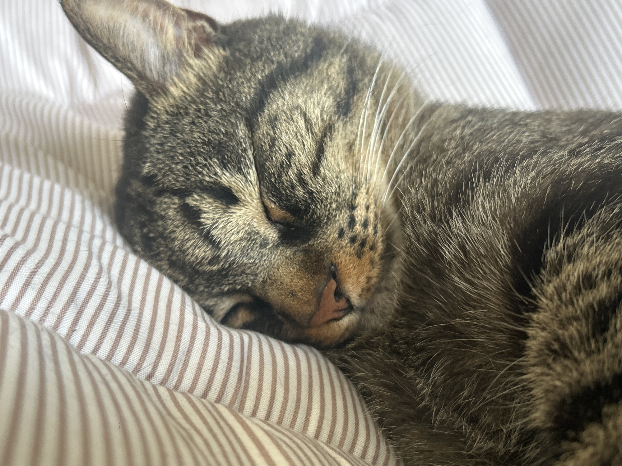 A close-up, eye-level shot shows a tabby cat sleeping on a striped surface. The cat's head is turned to the right, with its eyes closed. Its fur is a mixture of brown, black, and gray tabby markings. The cat's whiskers are long and white. The striped surface beneath the cat is white with thin, brown stripes. The image appears to be taken indoors, likely in a home or hotel room, with no visible elements to suggest a specific location in Khyrdalan, Azerbaijan.