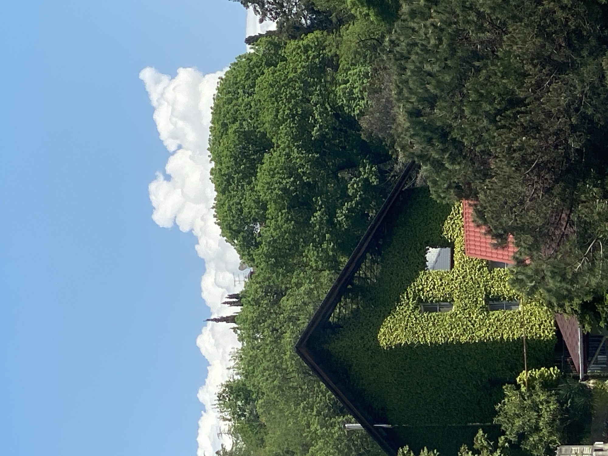 The image depicts a building almost entirely covered in ivy, likely located in Sochi, Russia due to the vegetation and architectural style common in the region. The building has a red-tiled roof and visible windows. The ivy covers the walls, obscuring the underlying structure. The building is surrounded by lush green trees, and the sky is partly cloudy with a blue sky in the background. The photo is taken from a low angle.