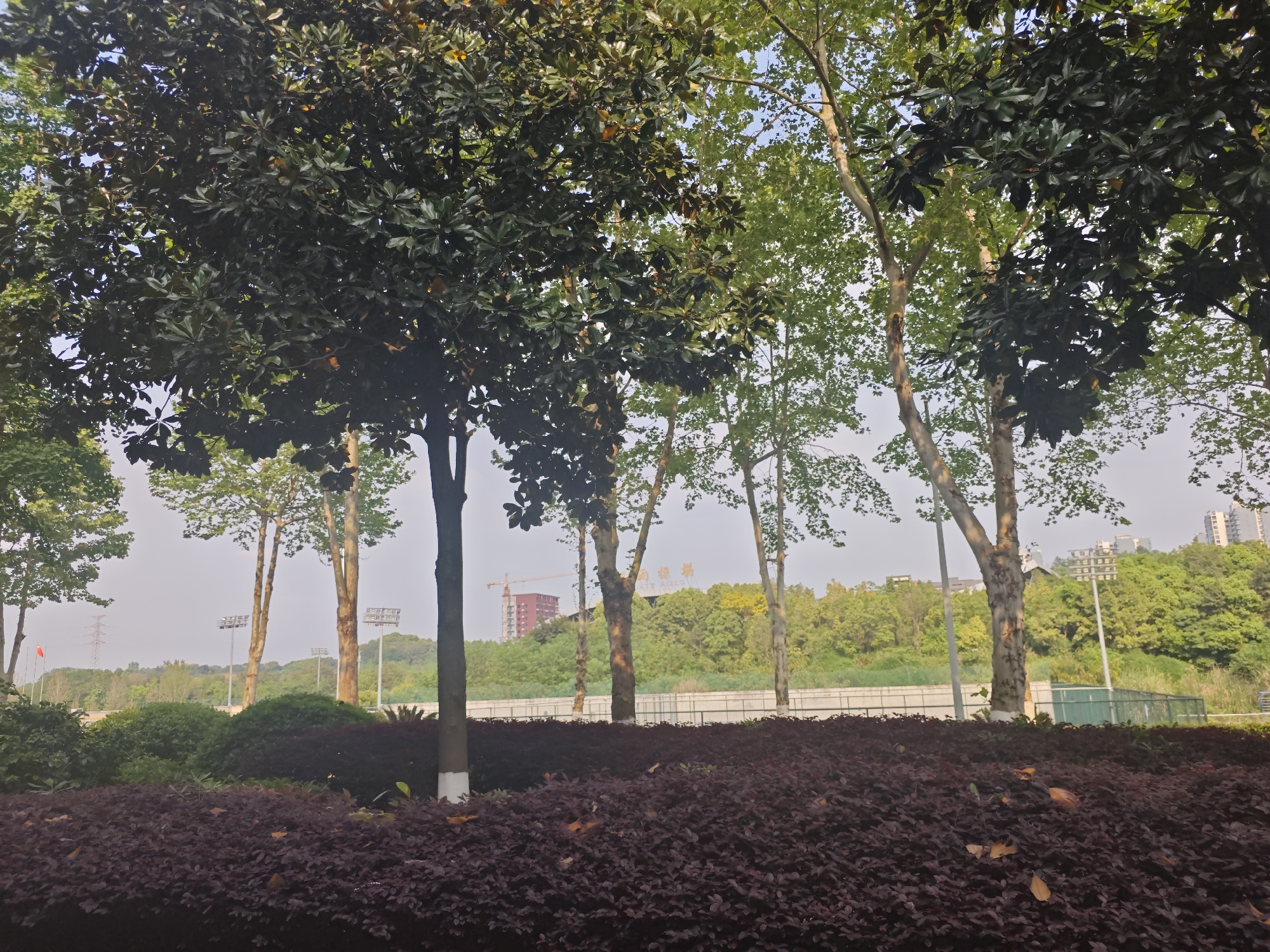 The image depicts a landscaped area with trees and shrubs in Chongqing High-tech Zone, China. Several trees with both dark green and lighter green leaves frame the scene. The foreground is dominated by a dense bed of purple shrubs. In the background, there's a glimpse of a sports field with tall light posts. Behind the sports field, there is a line of trees and vegetation leading towards a distant building under construction, identifiable by a crane. The sky is overcast. The location is identifiable as Chongqing High-tech Zone due to the presence of unique buildings and infrastructure in the background that are characteristic of this area.