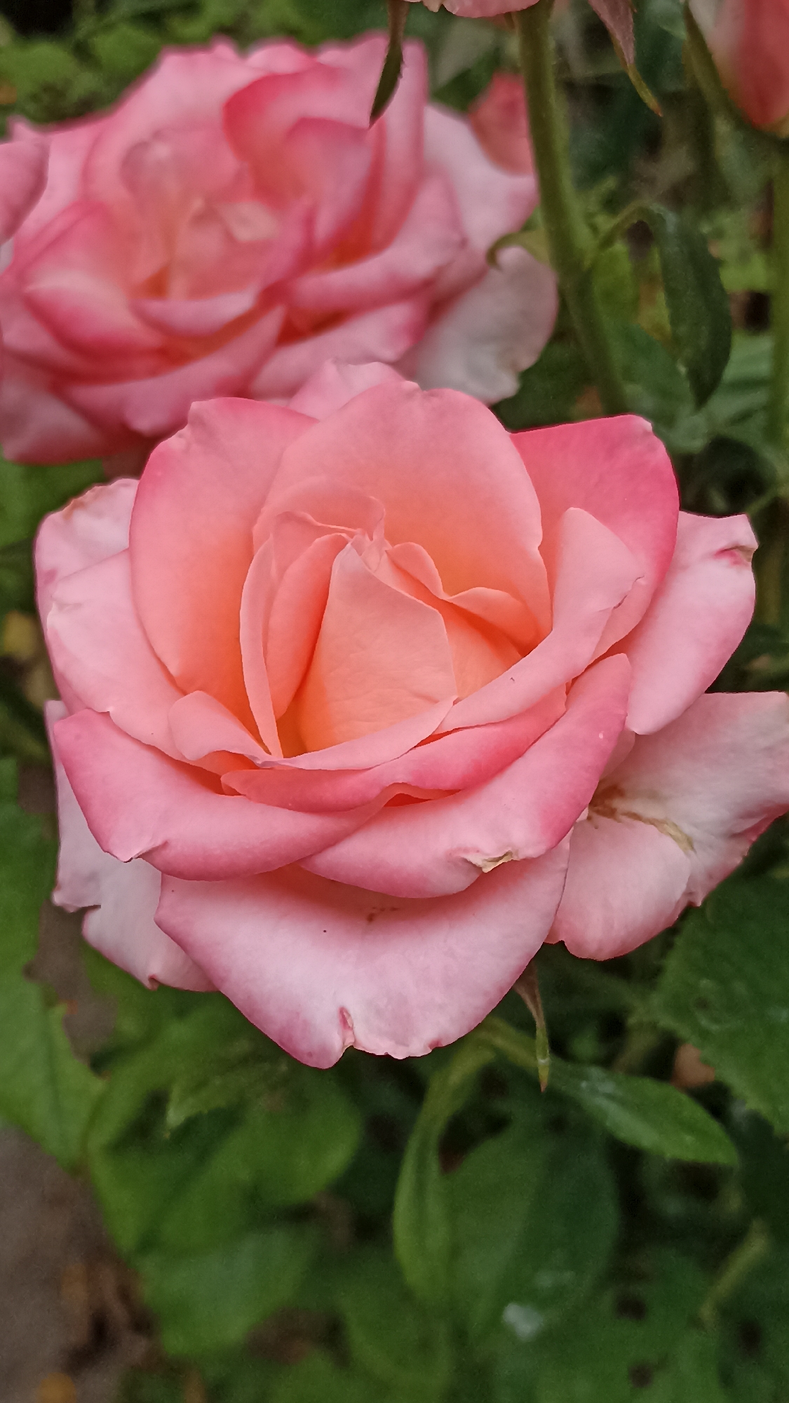 A close-up shot features a delicate pink rose in full bloom, its petals unfurling to reveal a warmer, peachy-orange center. The rose is the primary subject, sharply in focus, with its soft, velvety texture palpable. Behind it, another pink rose is partially visible, softer and out of focus, suggesting a garden setting. Lush green foliage forms the background, providing a natural, outdoor ambiance. The image captures the intricate beauty of the rose, highlighting the subtle variations in color and the graceful curves of its petals. No people or specific landmarks in Magala, Moldova are visible; the scene is purely botanical.