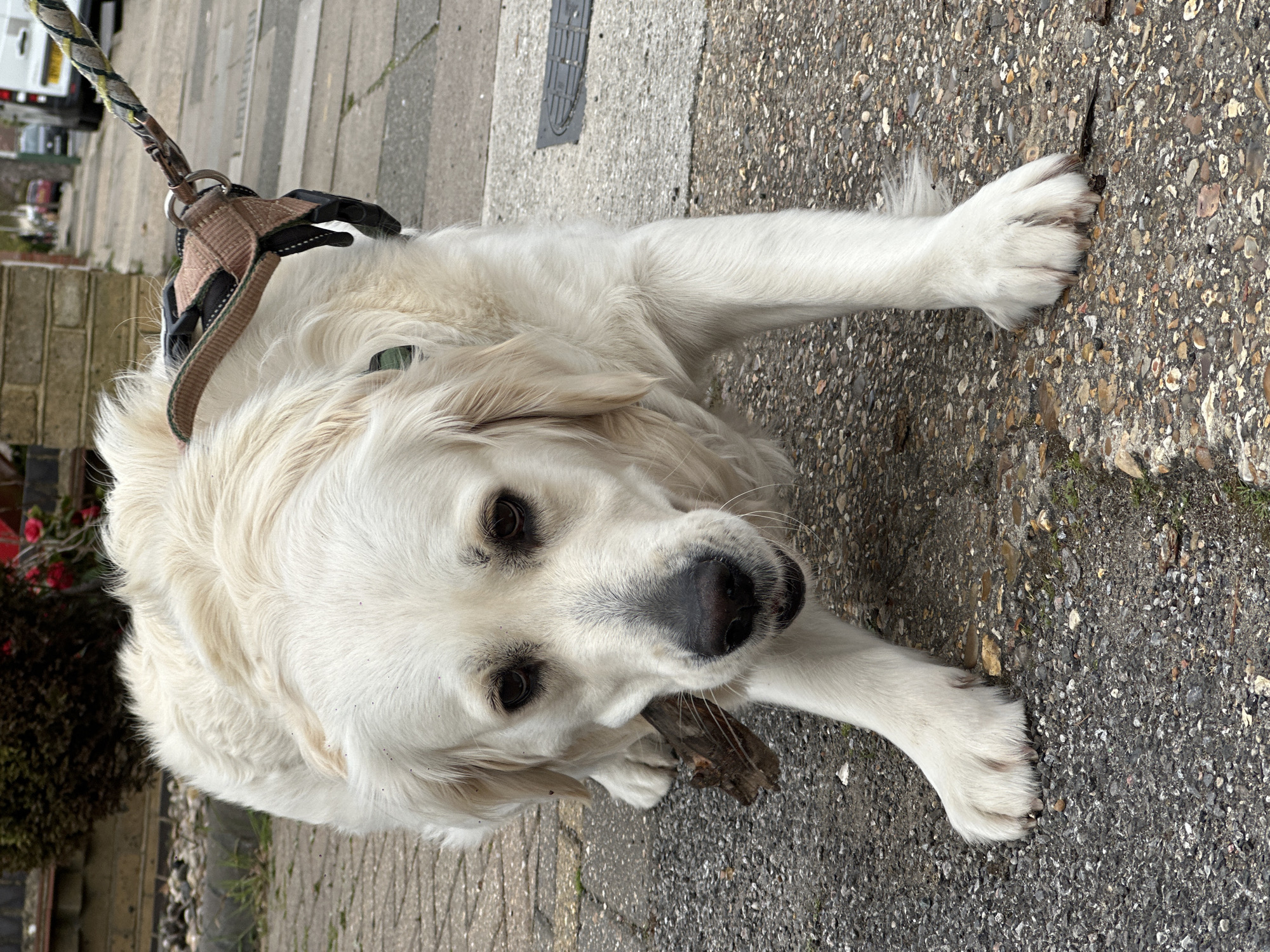 A medium-shot shows a white Golden Retriever laying on a paved sidewalk. The dog wears a beige and black harness attached to a leash. The dog is looking directly up at the camera, holding a small stick in its mouth. The sidewalk is gray with small, embedded stones. In the blurred background, there is a building with red flowers in a planter. The location appears to be a residential area in London, United Kingdom.
