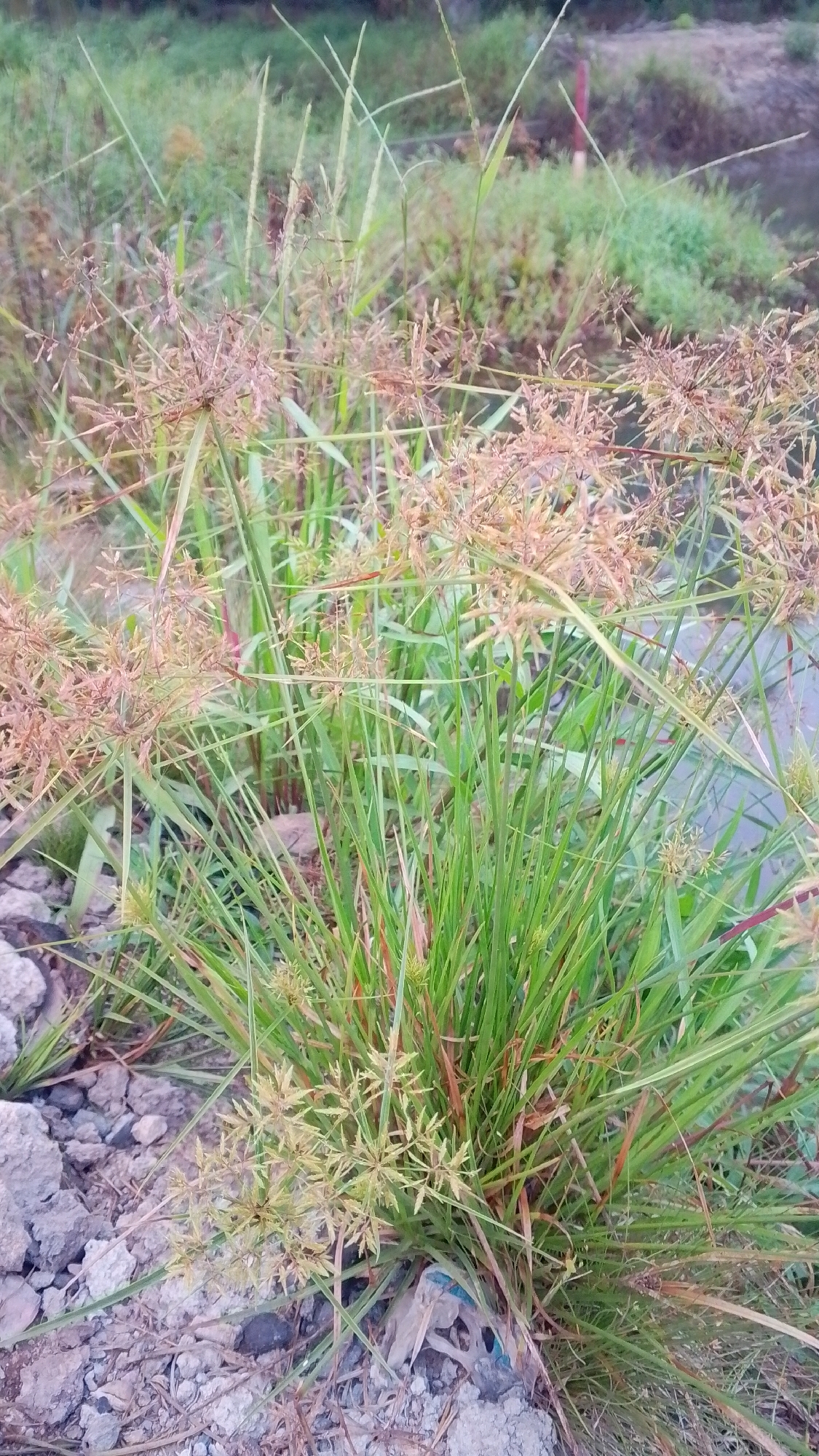This image captures a close-up view of a clump of wild grass, likely a sedge, growing on the edge of what appears to be a body of water. The grass has long, slender green leaves and delicate, light brown flower heads or seed clusters. In the foreground, the ground is covered with small rocks and dry earth, with a piece of blue plastic trash visible. The background is softly blurred, showing more vegetation and a hint of water or marshy ground, suggesting a natural or semi-natural setting. The overall lighting is subdued, indicating it might be early morning or late afternoon. The location is identified as Ambawang, Indonesia.